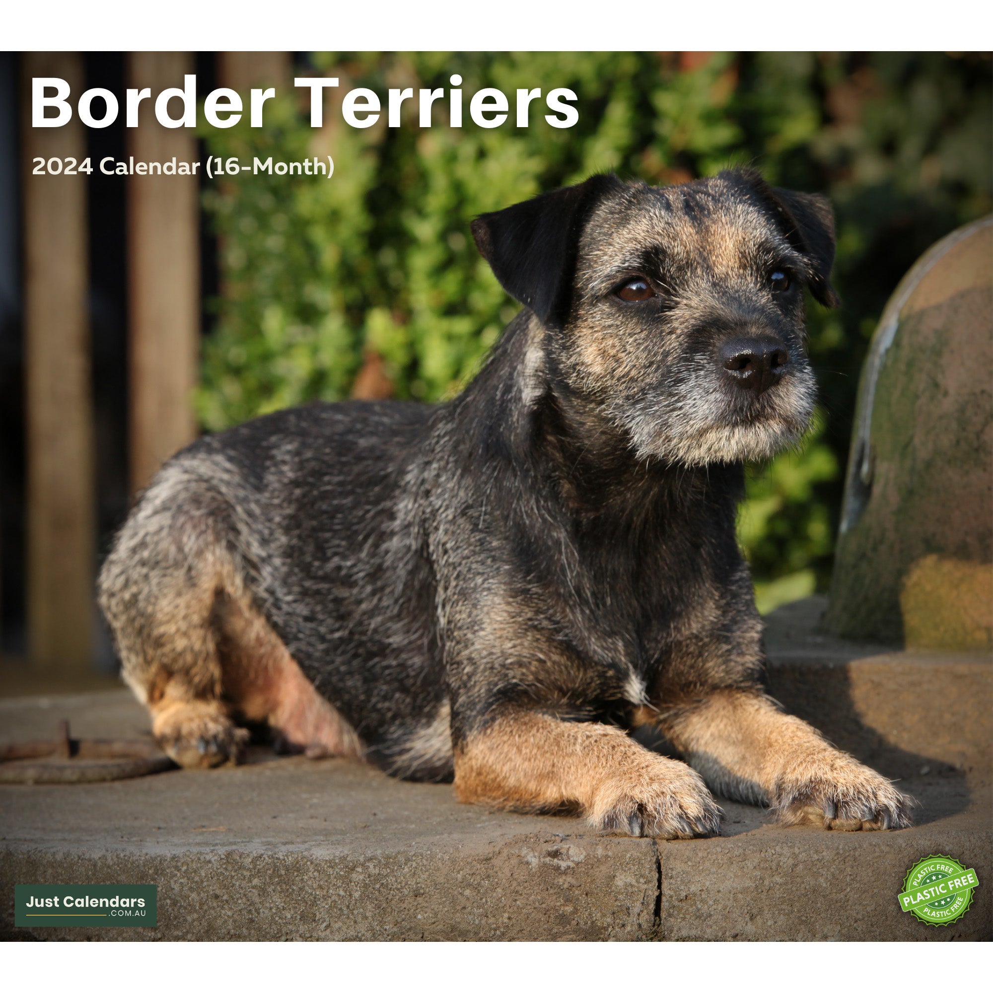 2024 Border Terriers Deluxe Wall Calendar Dogs & Puppies Calendars