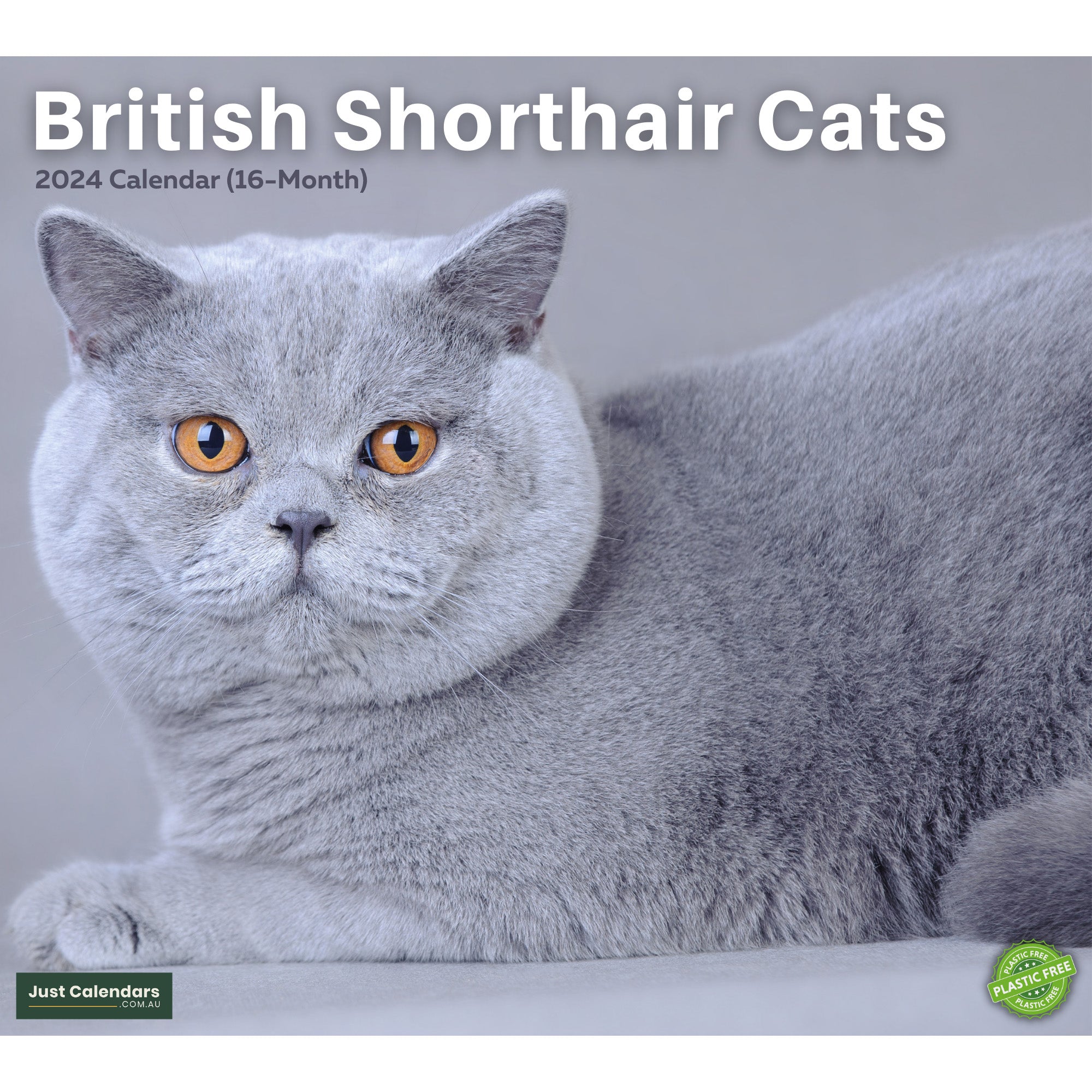 2024 British Shorthair Cats - Deluxe Wall Calendar - Cats & Kittens