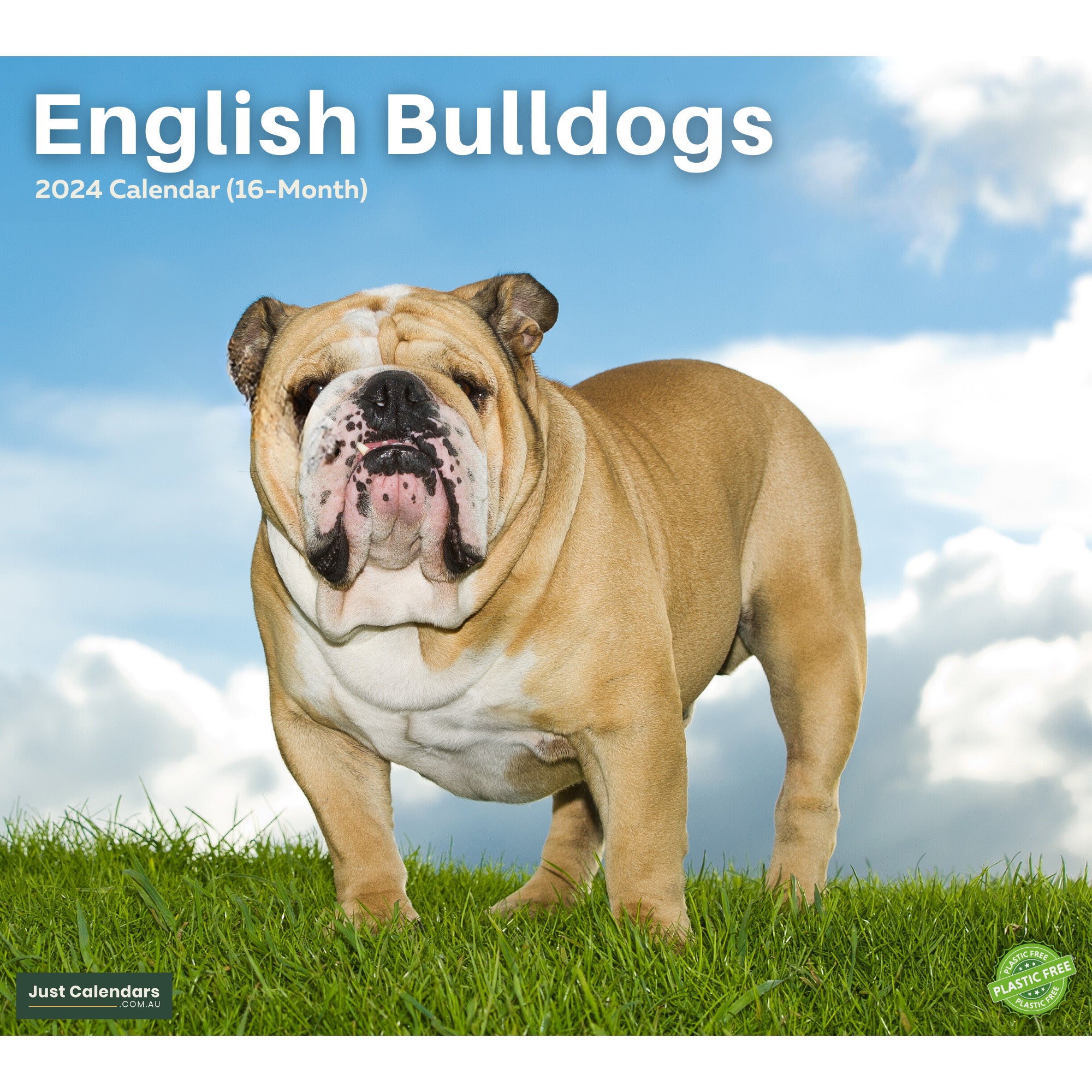 2024 English Bulldogs Dogs & Puppies - Deluxe Wall Calendar by Just Calendars - 16 Month - Plastic Free