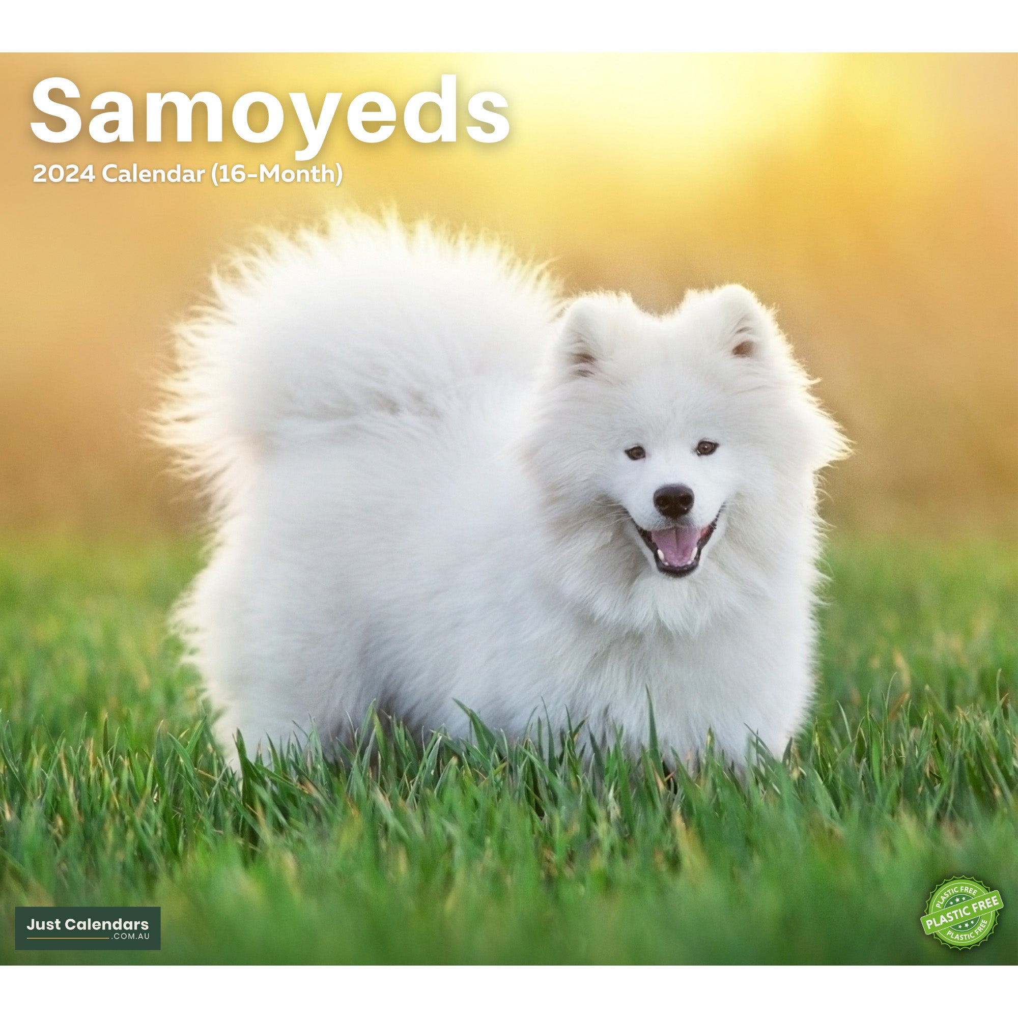 2024 Samoyeds Dogs & Puppies - Deluxe Wall Calendar by Just Calendars - 16 Month - Plastic Free