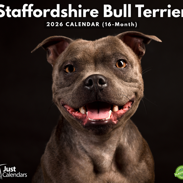 South Africa Staffordshire Bull Terrier Cost South Africa Staffy
