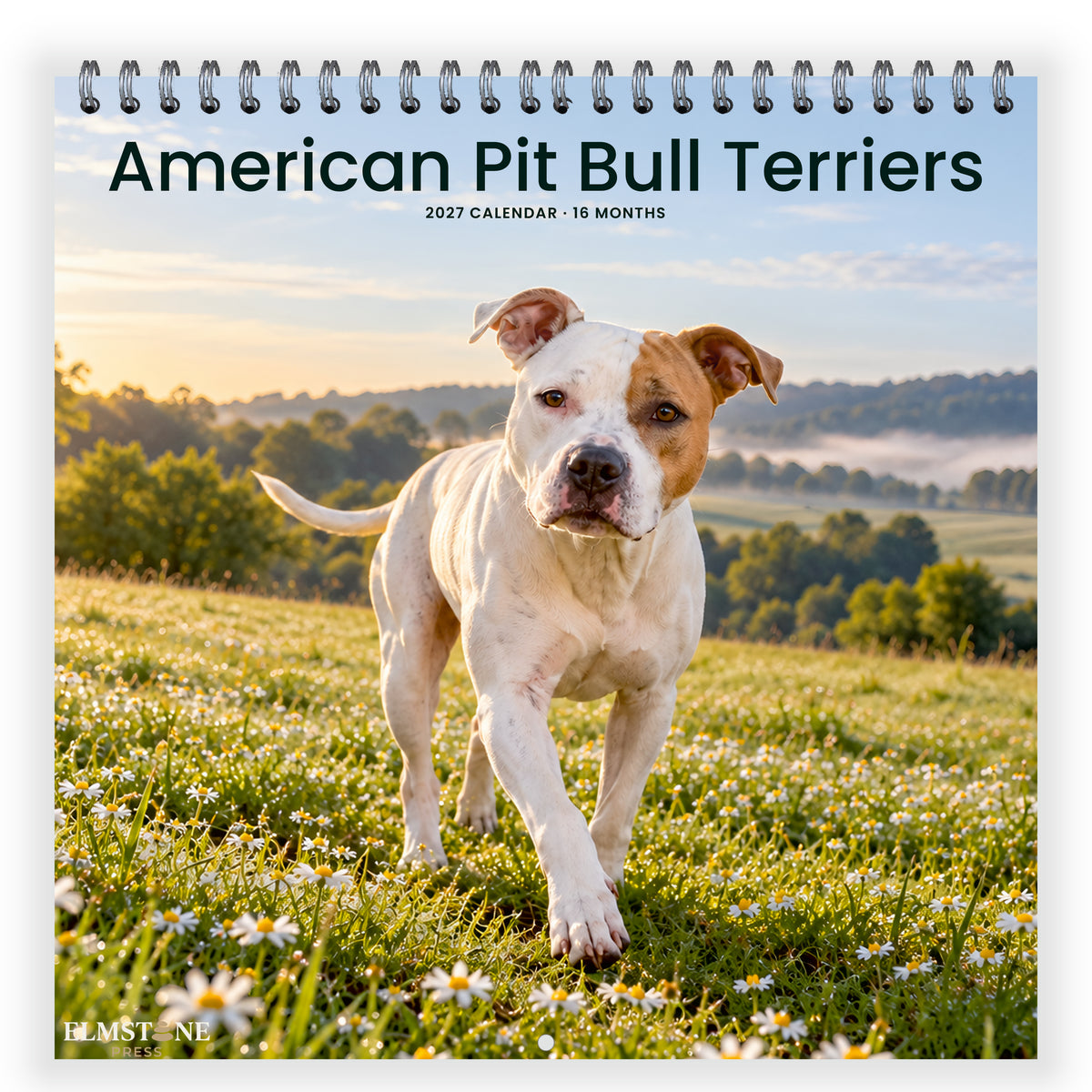 2027 American Pit Bull Terriers Wire-O square wall calendar - front cover