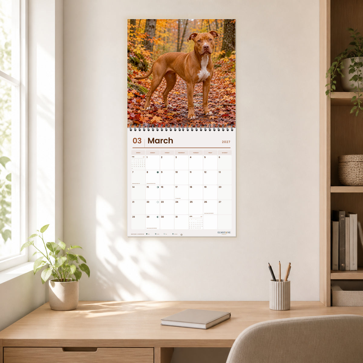 2027 American Pit Bull Terriers Wire-O square wall calendar - March open calendar displayed in a home office