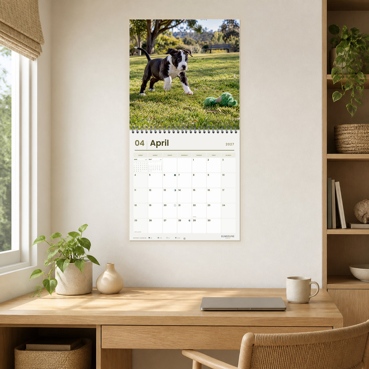 2027 American Staffordshire Terrier Puppies Wire-O square wall calendar - open calendar displayed in a oak home office april
