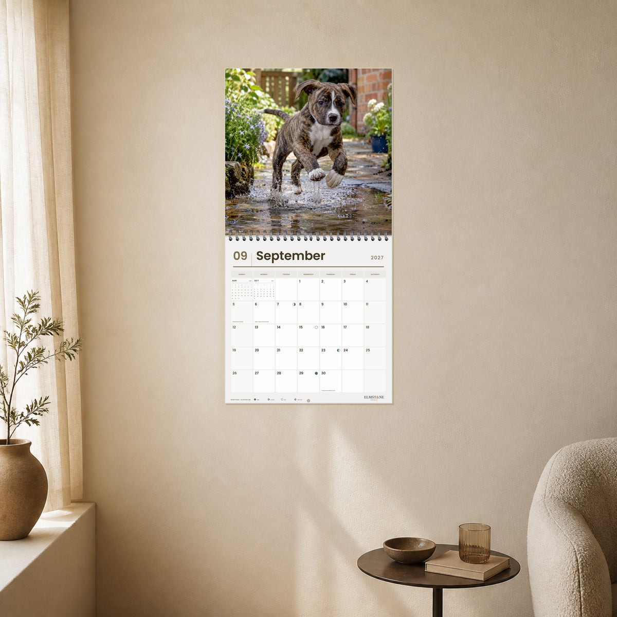 2027 American Staffordshire Terrier Puppies Wire-O square wall calendar - open calendar displayed in a ivory reading nook september