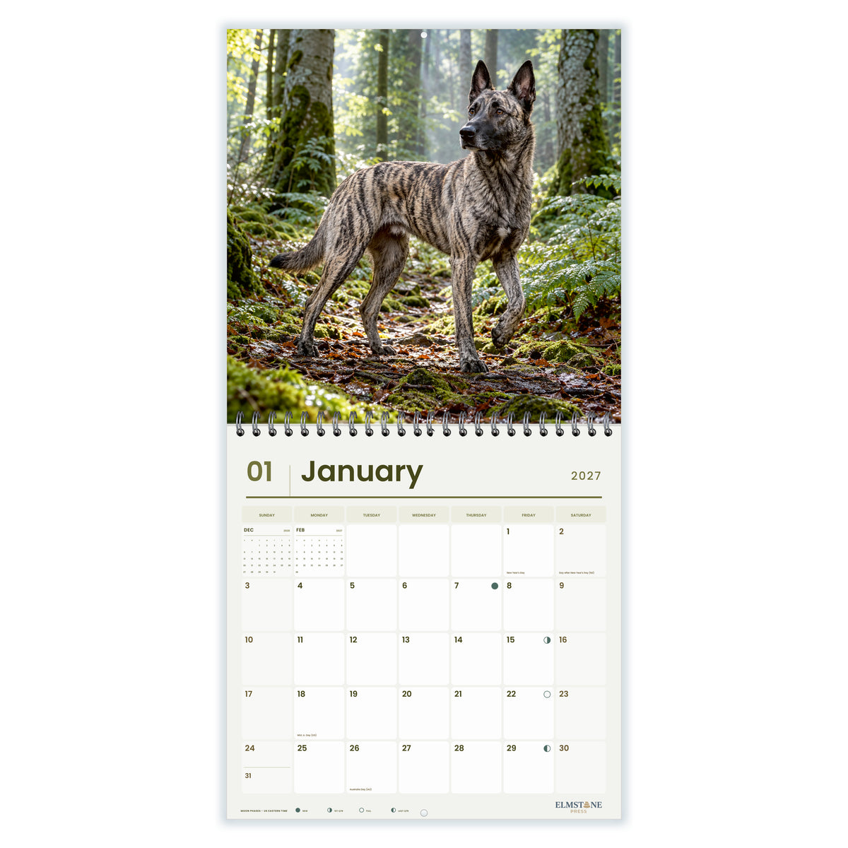 2027 Dutch Shepherds Wire-O square wall calendar - january open monthly spread on white