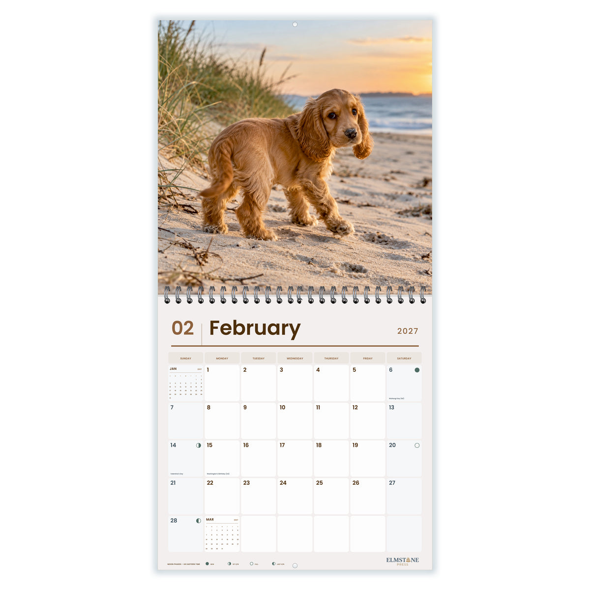 2027 English Cocker Spaniel Puppies Wire-O square wall calendar - february open monthly spread on white