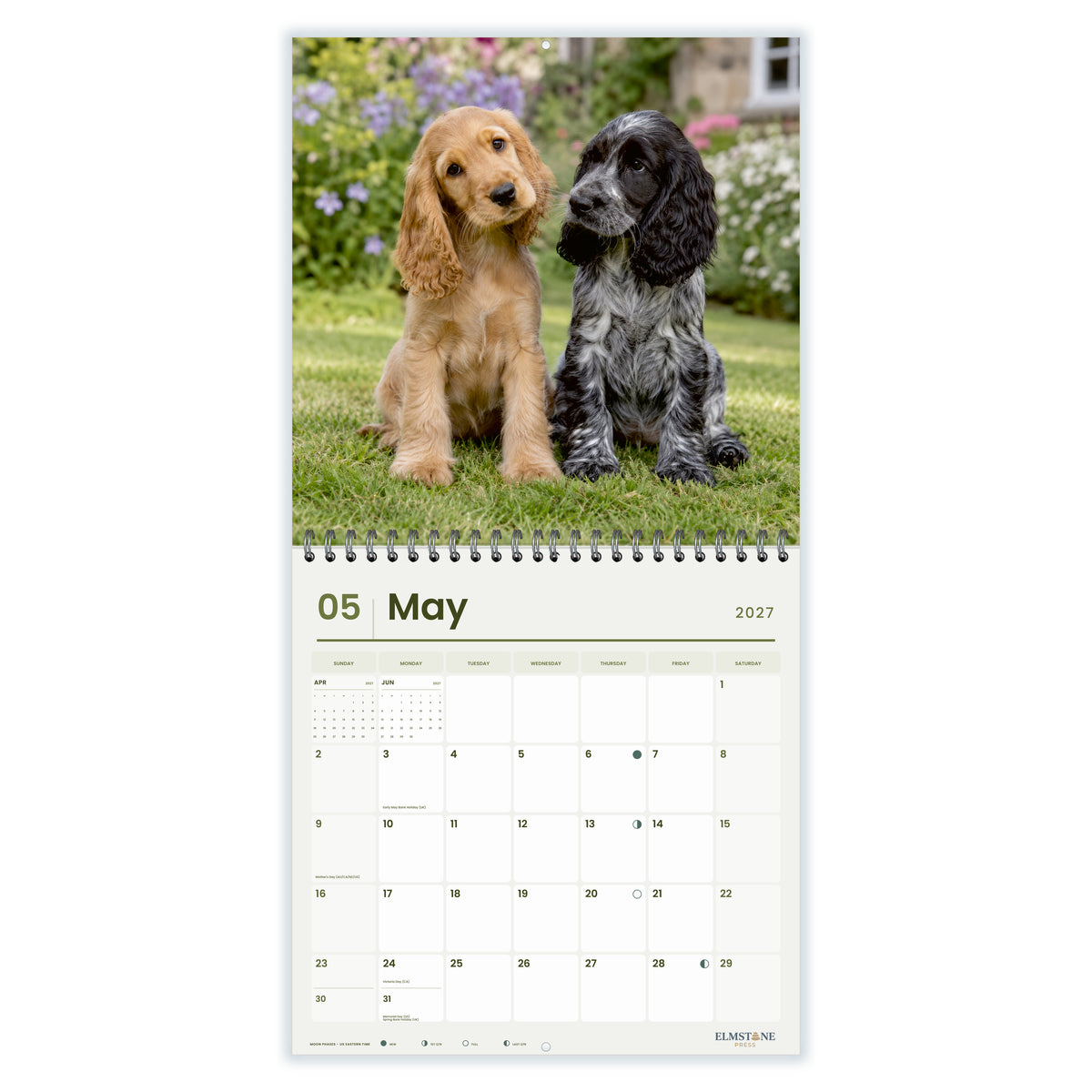 2027 English Cocker Spaniel Puppies Wire-O square wall calendar - may open monthly spread on white