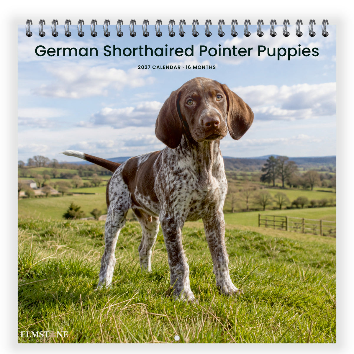2027 German Shorthaired Pointer Puppies Wire-O square wall calendar - front cover