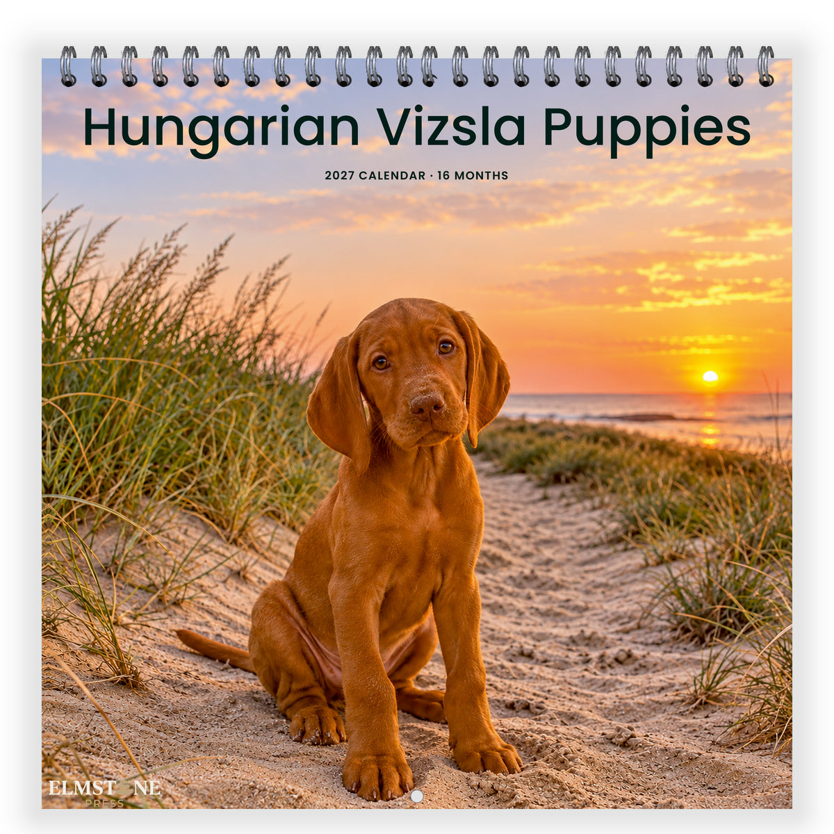 2027 Hungarian Vizsla Puppies Wire-O square wall calendar - front cover