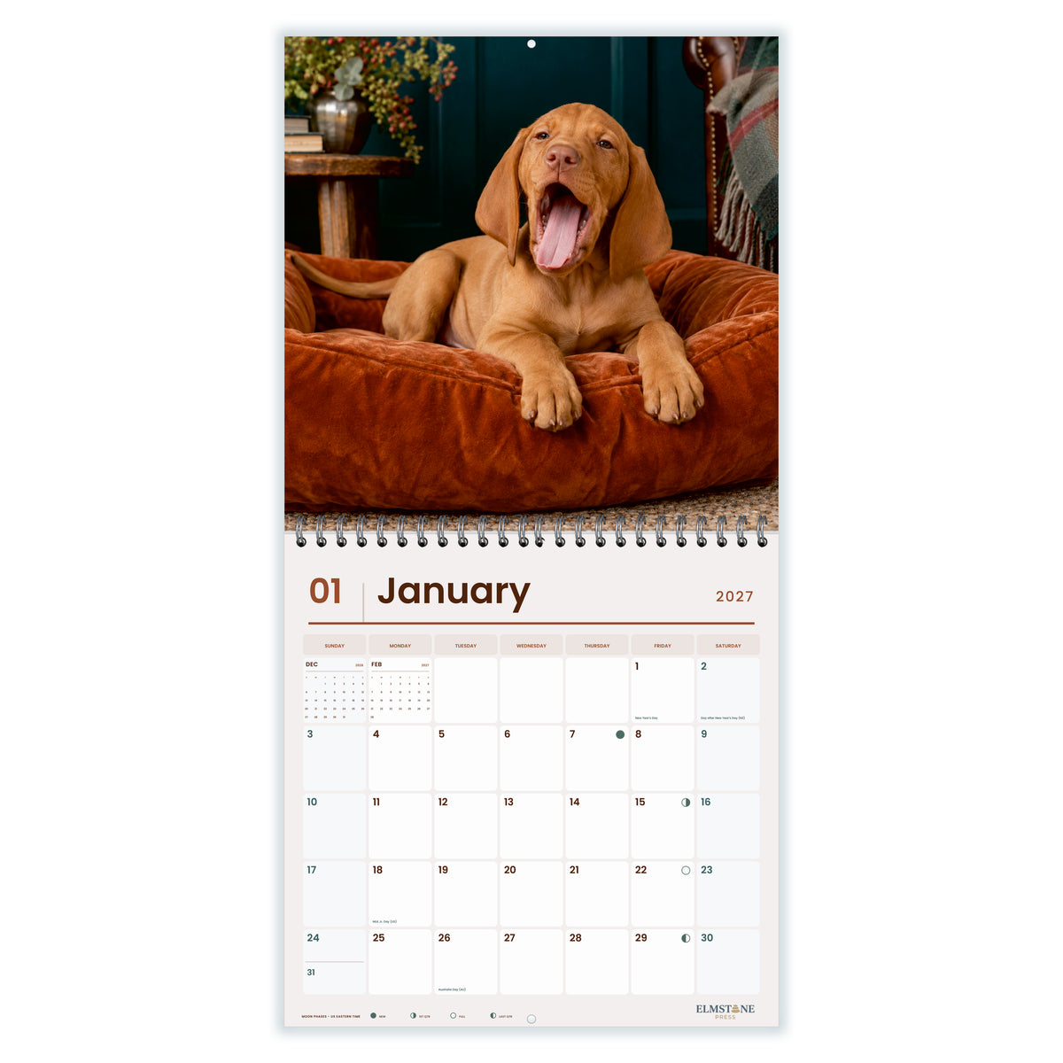 2027 Hungarian Vizsla Puppies Wire-O square wall calendar - january open monthly spread on white