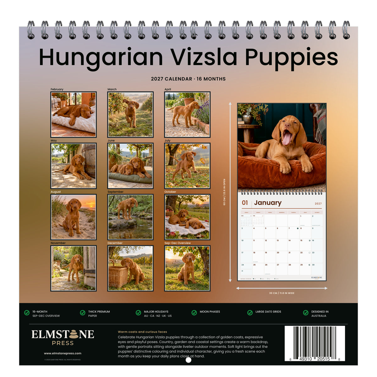 2027 Hungarian Vizsla Puppies Wire-O square wall calendar - back cover