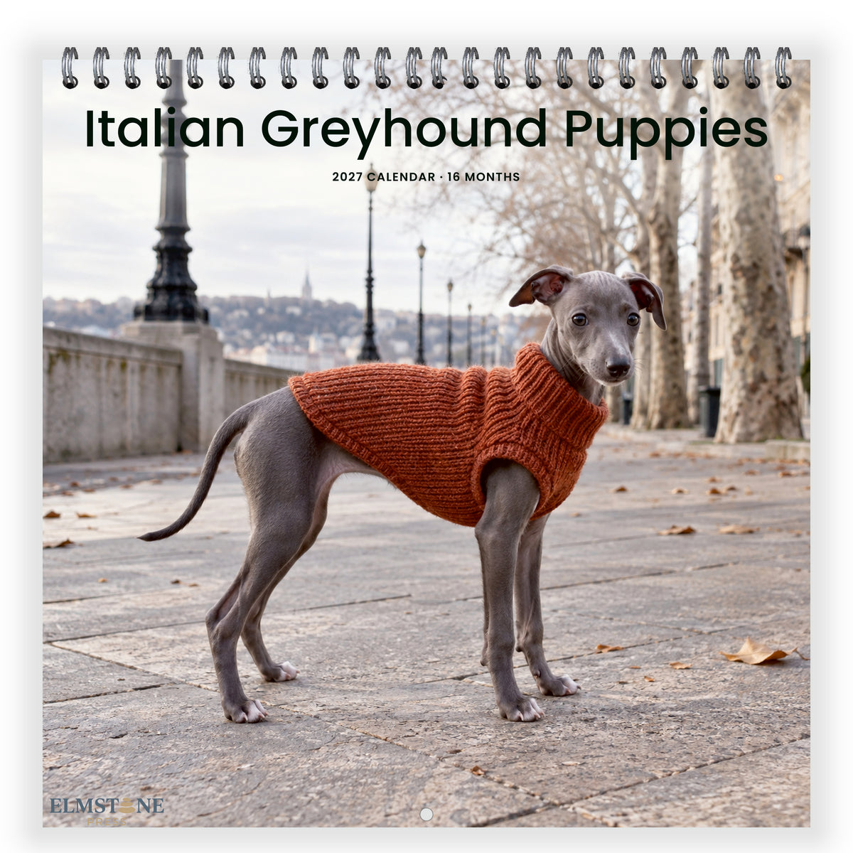 2027 Italian Greyhound Puppies Wire-O square wall calendar - front cover