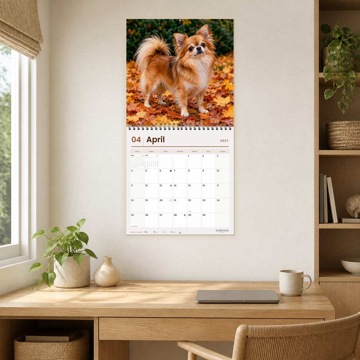 2027 Long-haired Chihuahuas Wire-O square wall calendar - open calendar displayed in a oak home office april