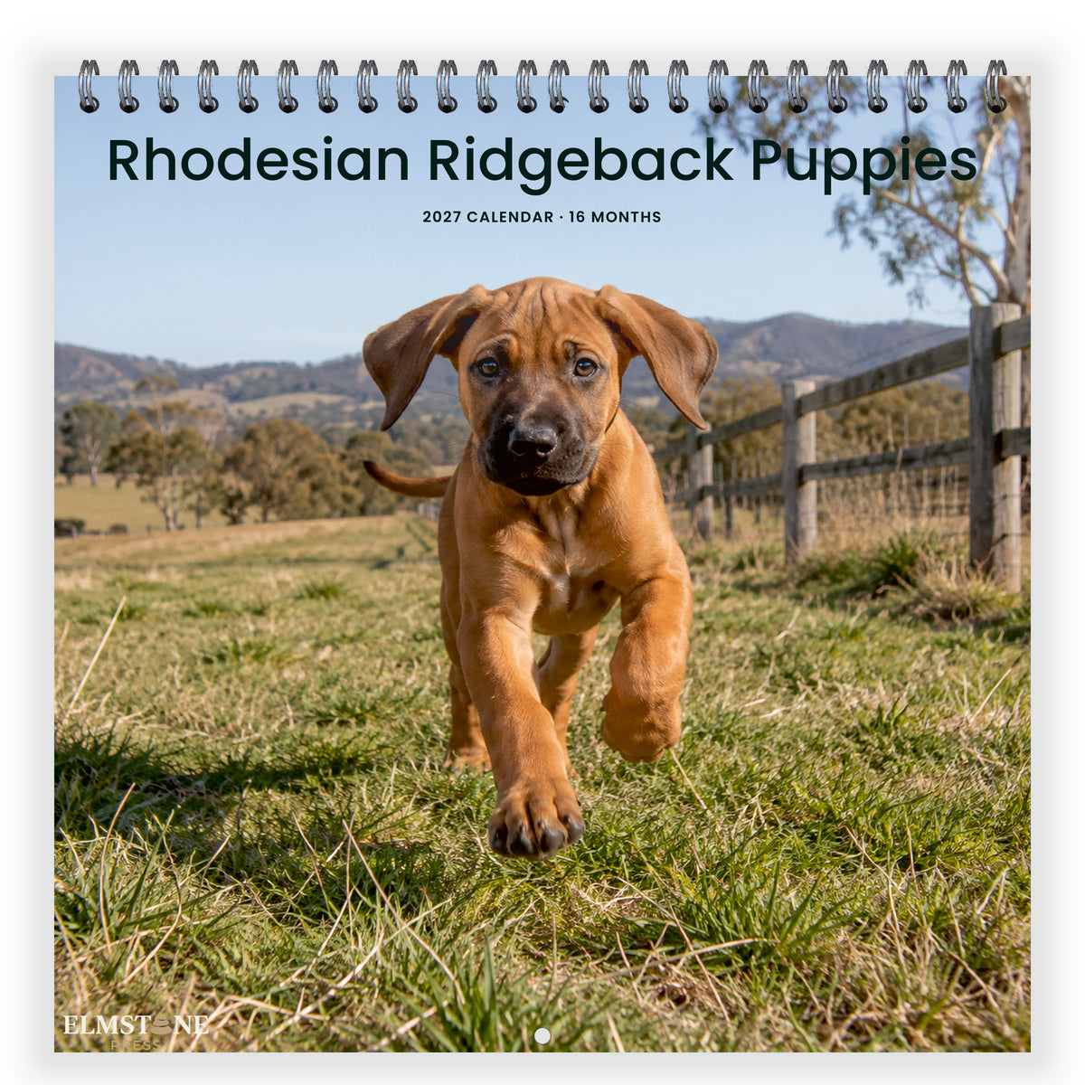 2027 Rhodesian Ridgeback Puppies Wire-O square wall calendar - front cover