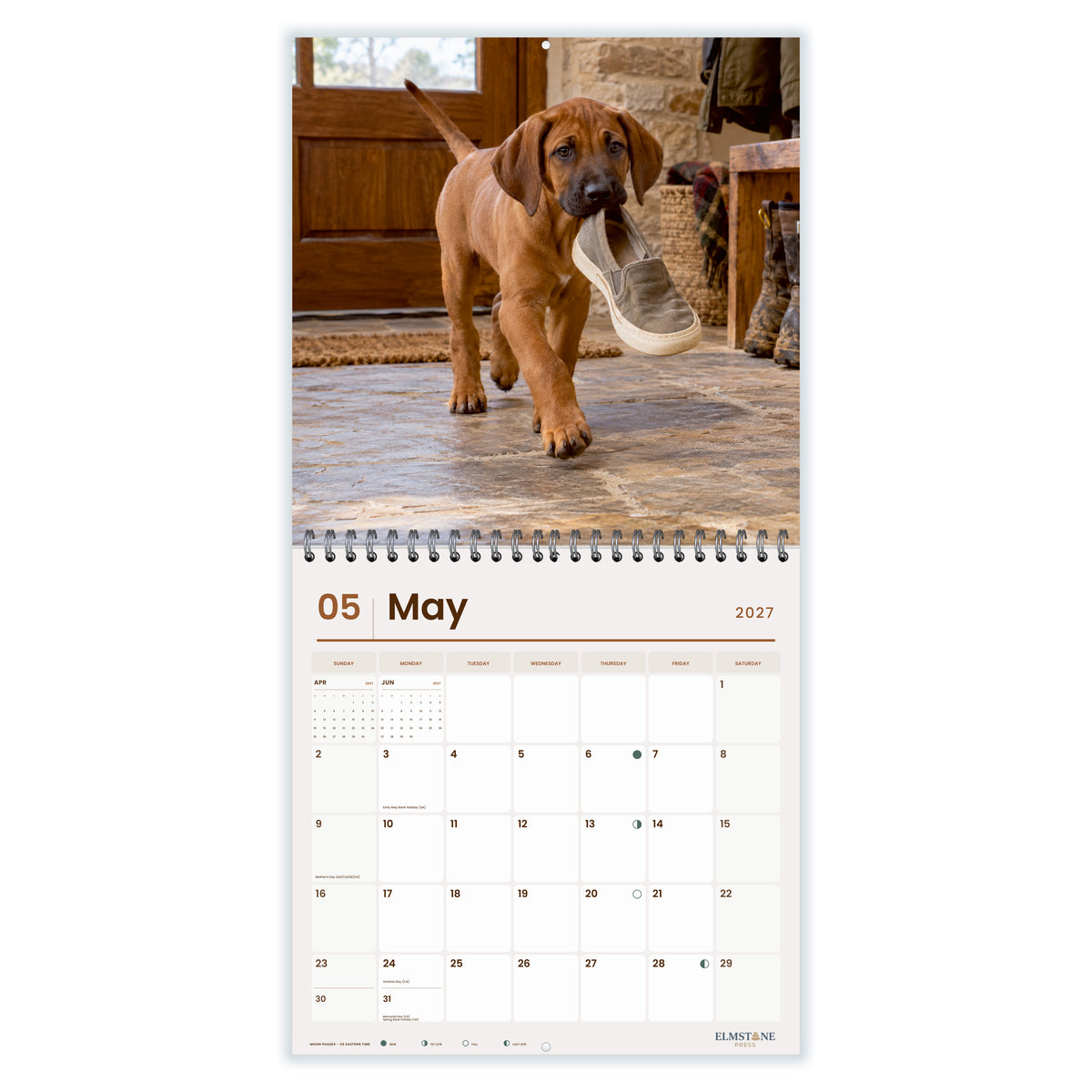2027 Rhodesian Ridgeback Puppies Wire-O square wall calendar - may open monthly spread on white