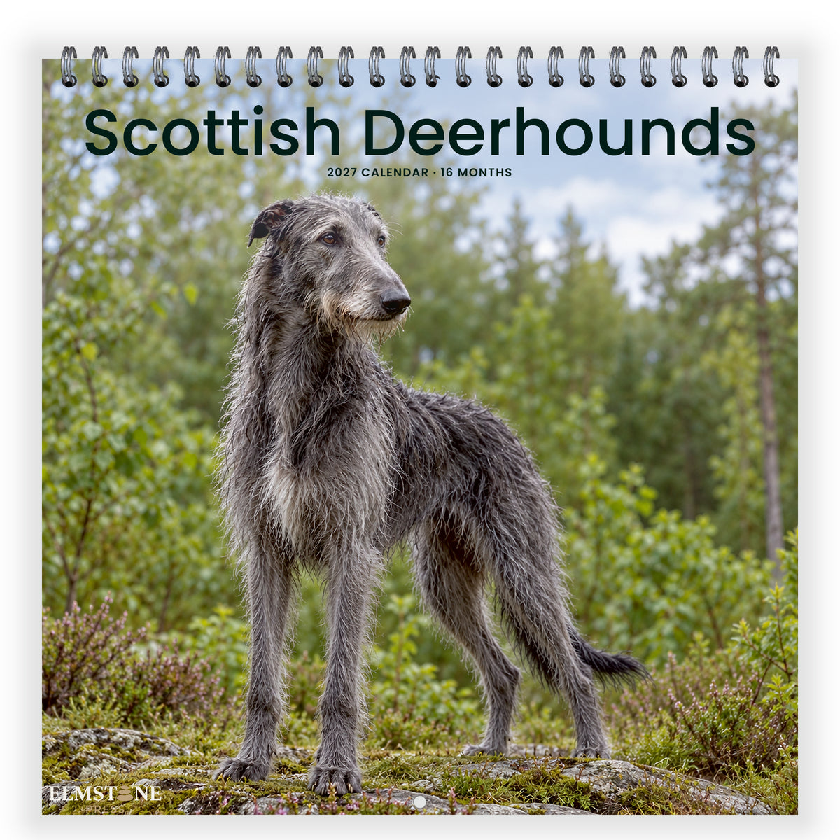 2027 Scottish Deerhounds Wire-O square wall calendar - front cover
