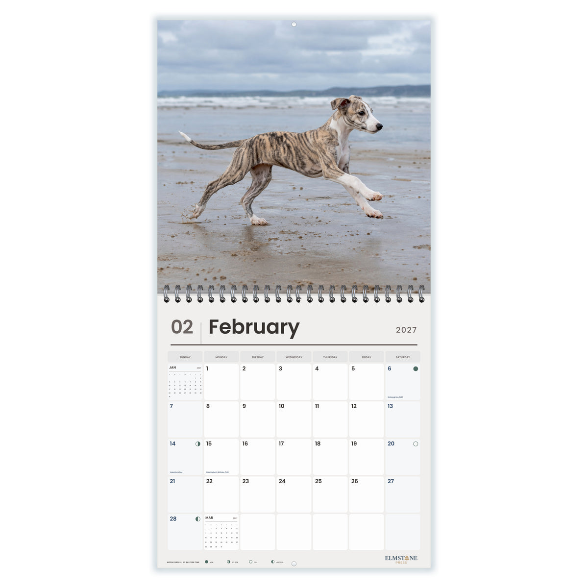 2027 Whippet Puppies Wire-O square wall calendar - february open monthly spread on white