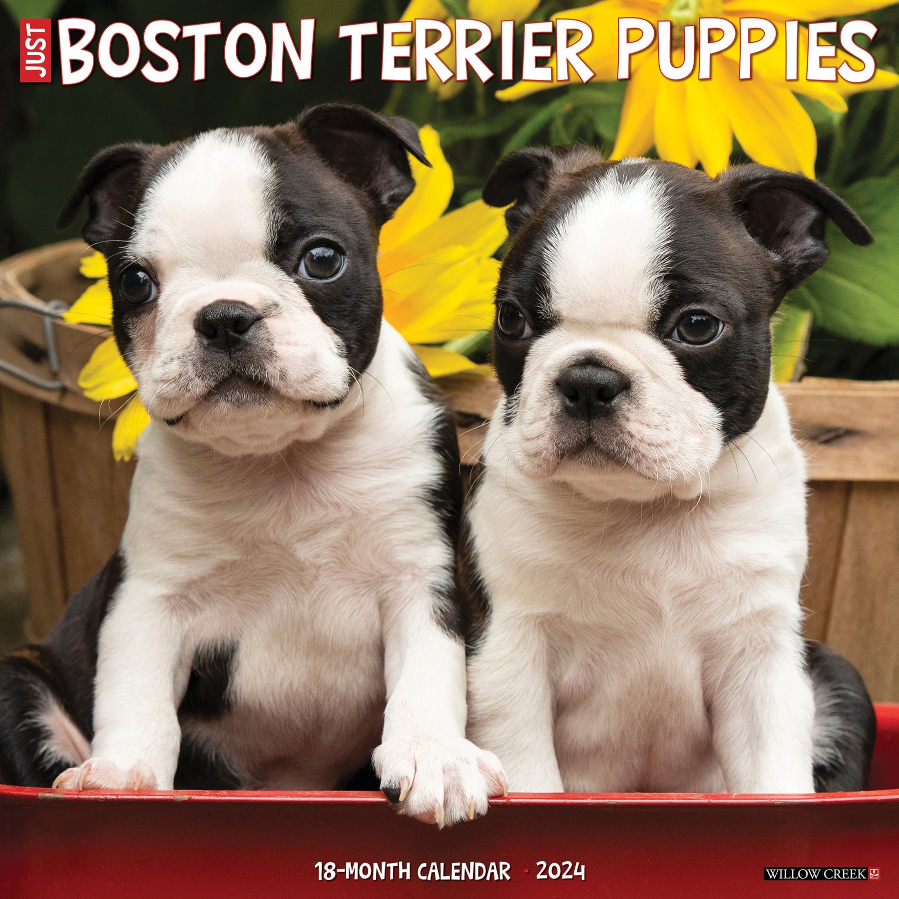 2024 Just Boston Terrier Puppies - Square Wall Calendar