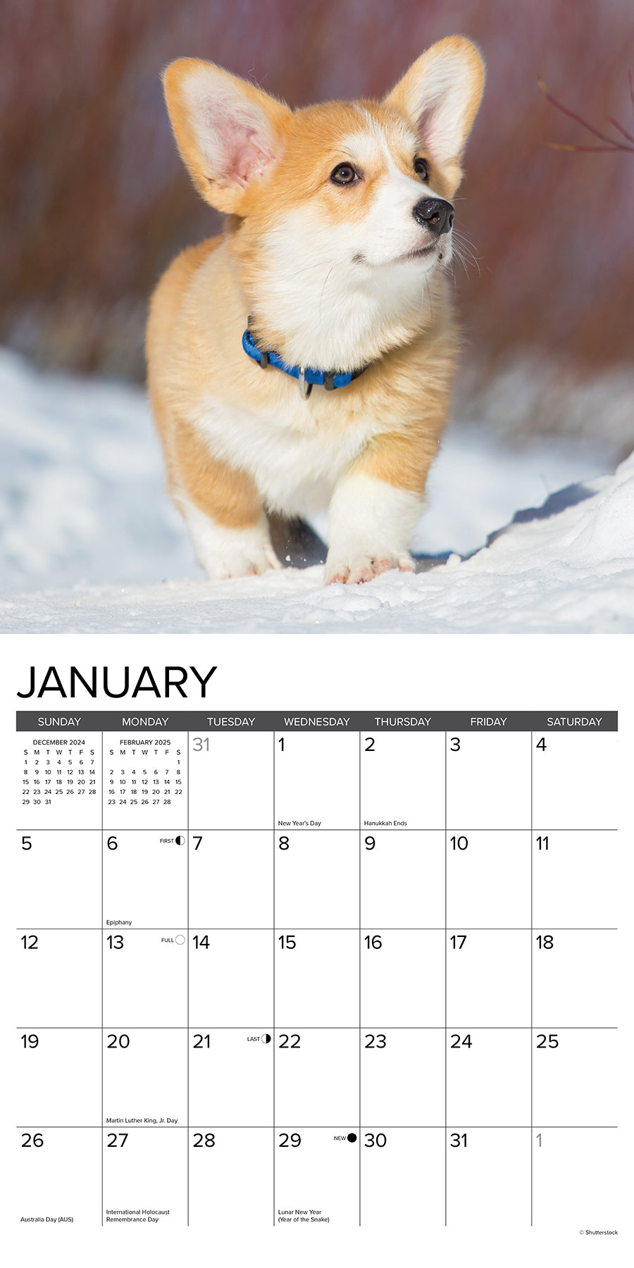 2025 Corgi Puppies - Square Wall Calendar