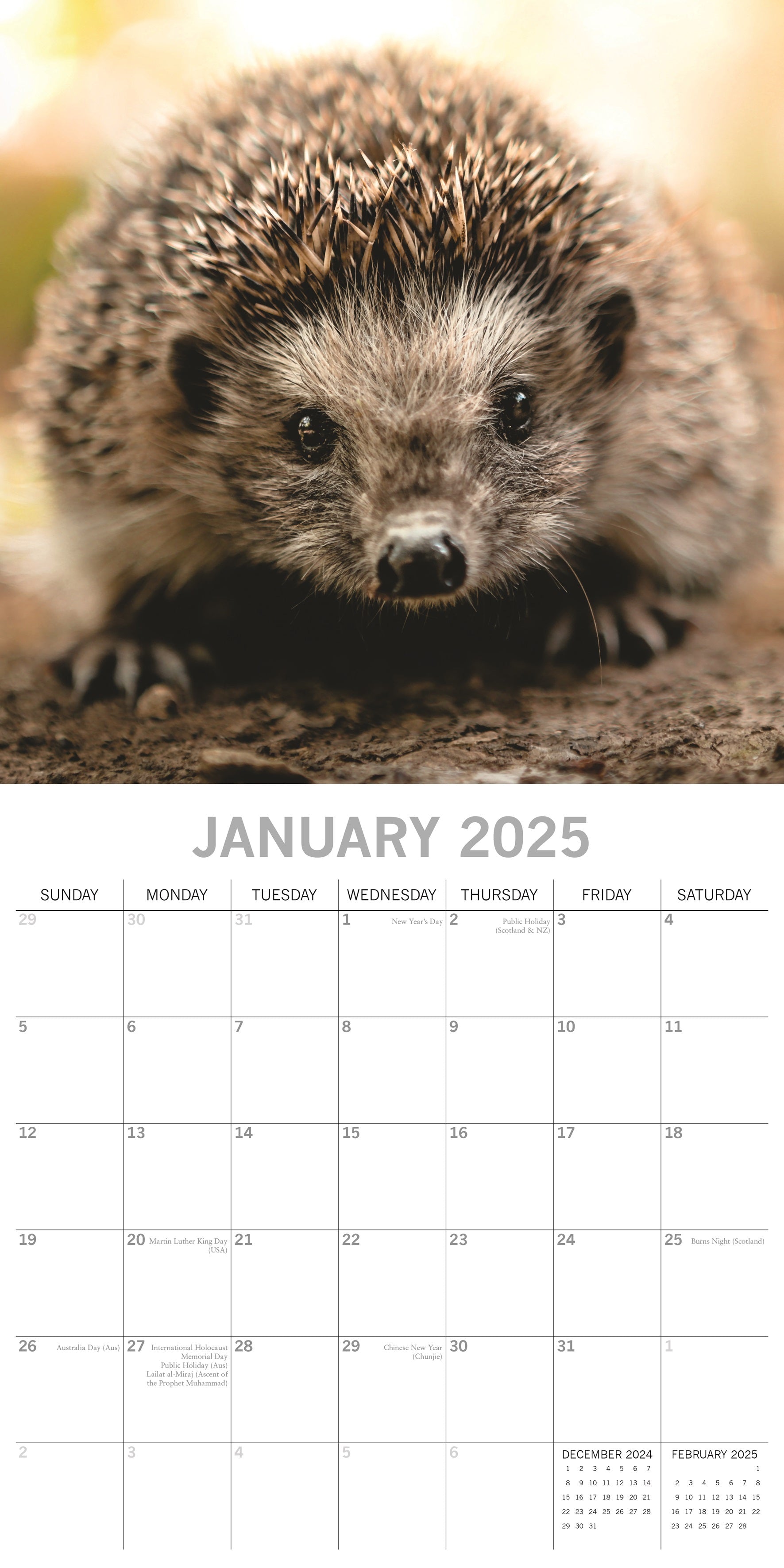 2025 Hedgehogs - Square Wall Calendar