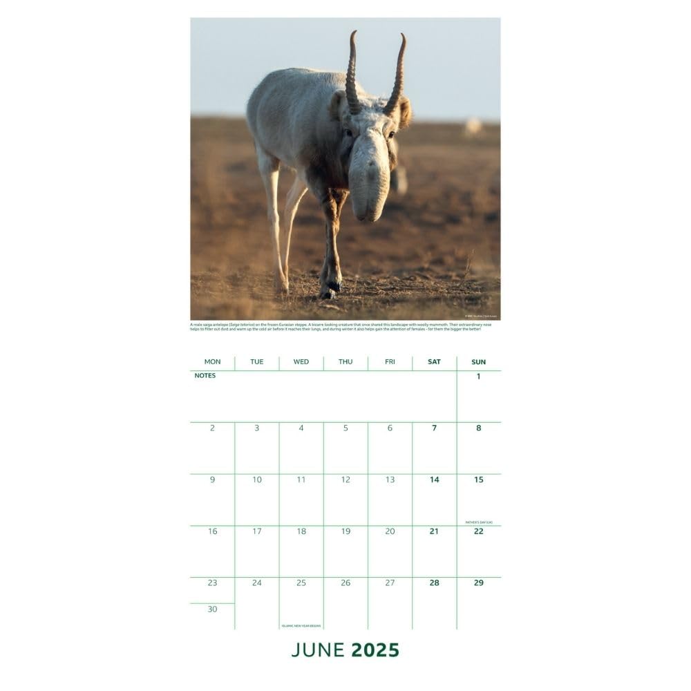 2025 Bbc Earth - Square Wall Calendar