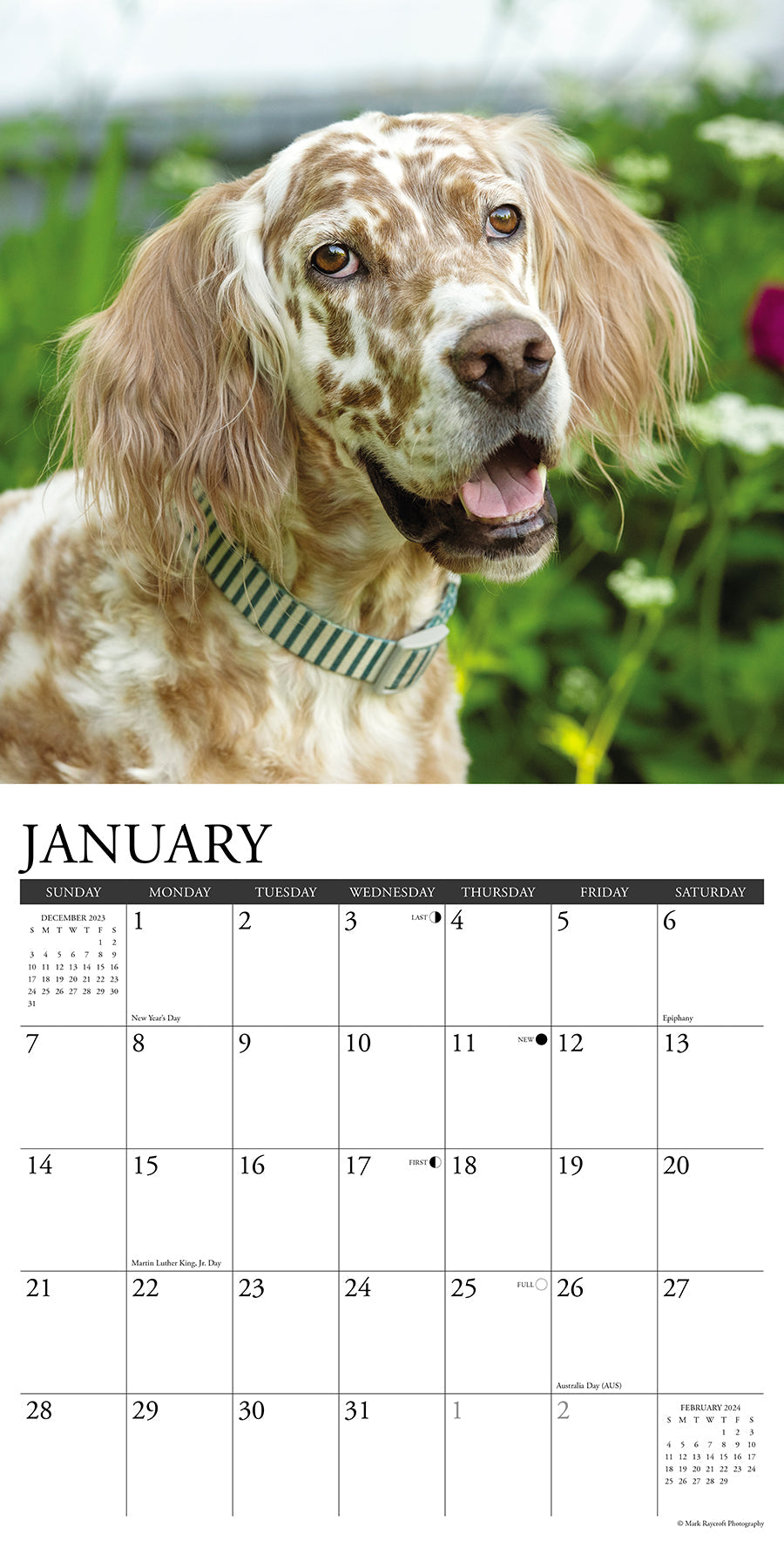 2024 Just English Setters - Square Wall Calendar