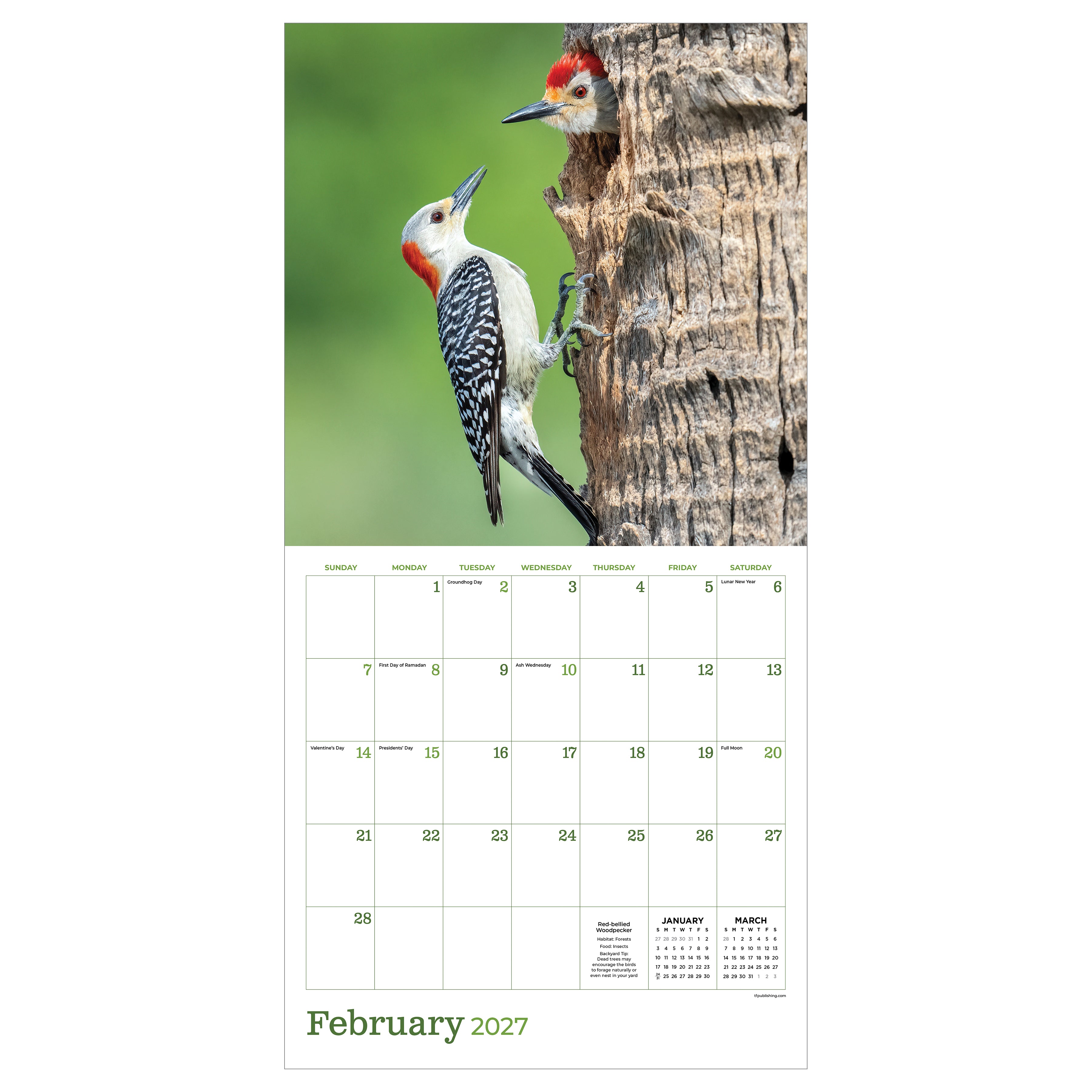 2027 Backyard Birds - Square Wall Calendar