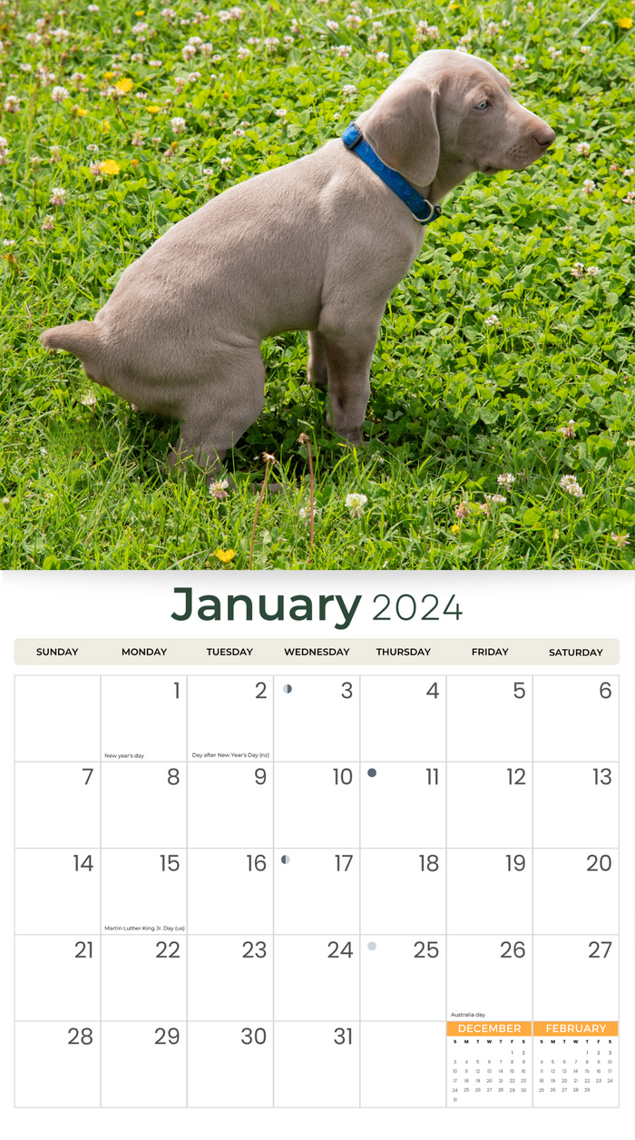 2024 Oh Crap! (Pooping Dogs) Deluxe Wall Calendar Dogs & Puppies