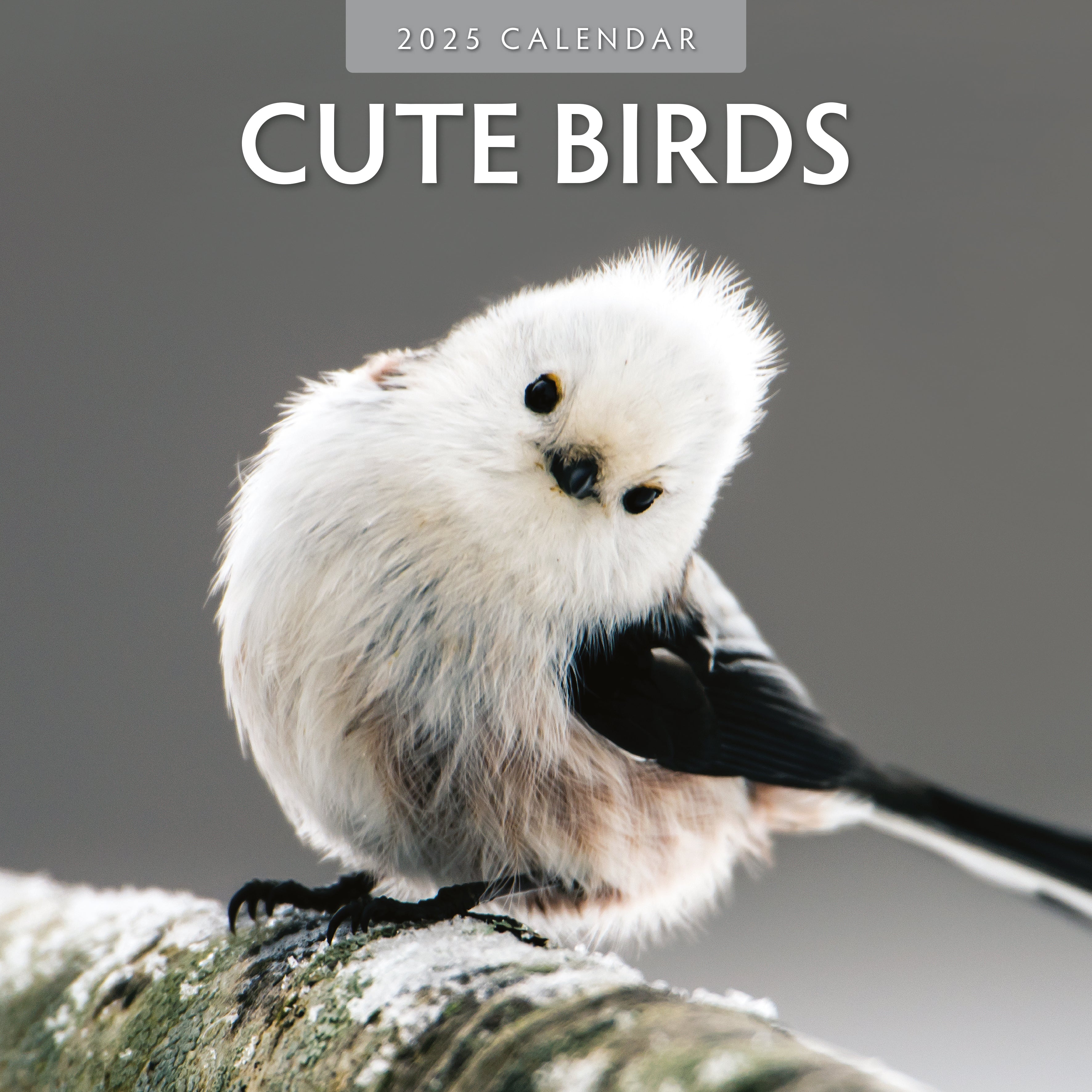 2025 Cute Birds - Square Wall Calendar