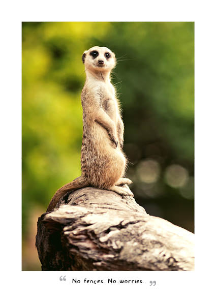 2024 A Meerkats Guide To Life - Bi-Weekly Diary/Planner