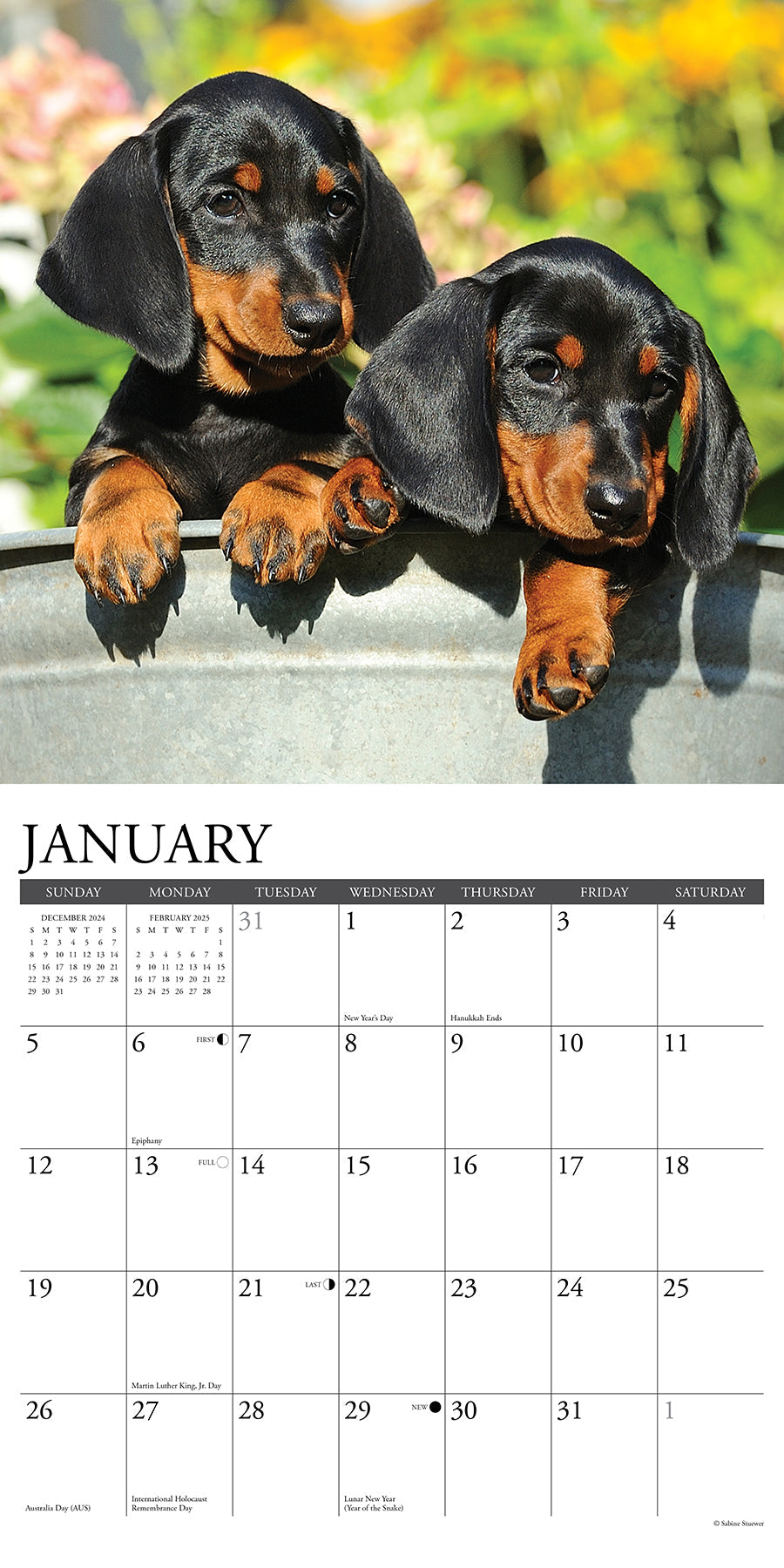 2025 Dachshund Puppies - Square Wall Calendar