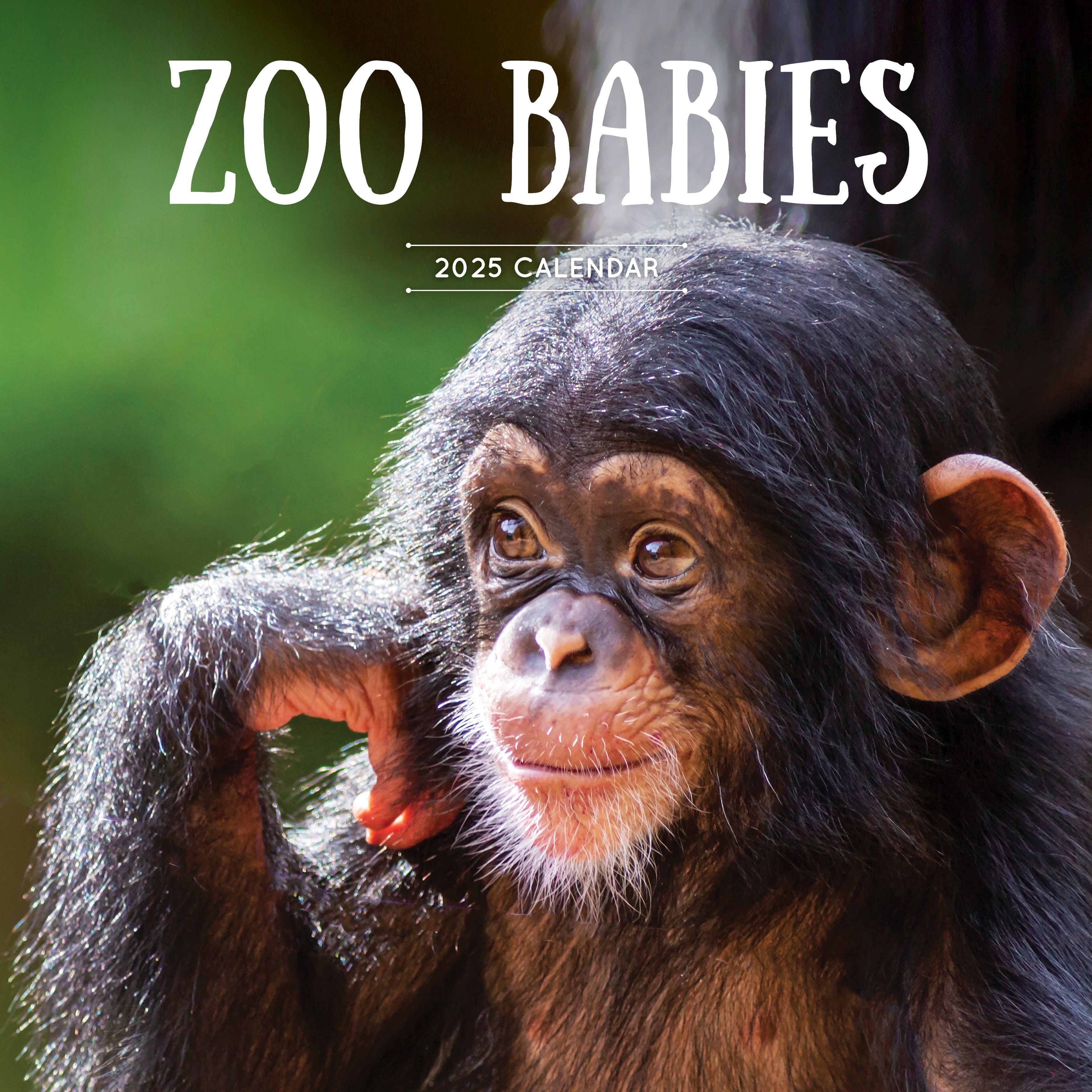 2025 Zoo Babies - Square Wall Calendar