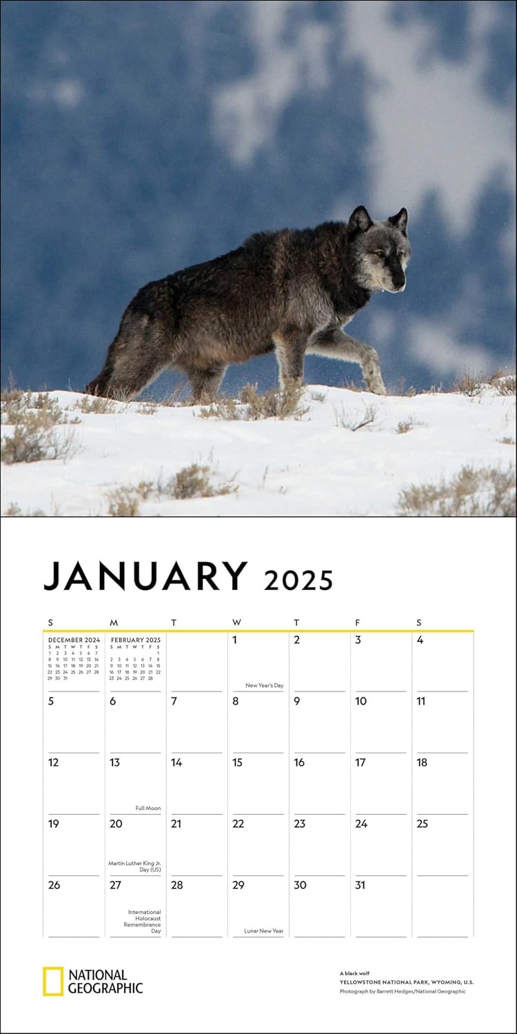 2025 National Geographic: Wolves - Square Wall Calendar