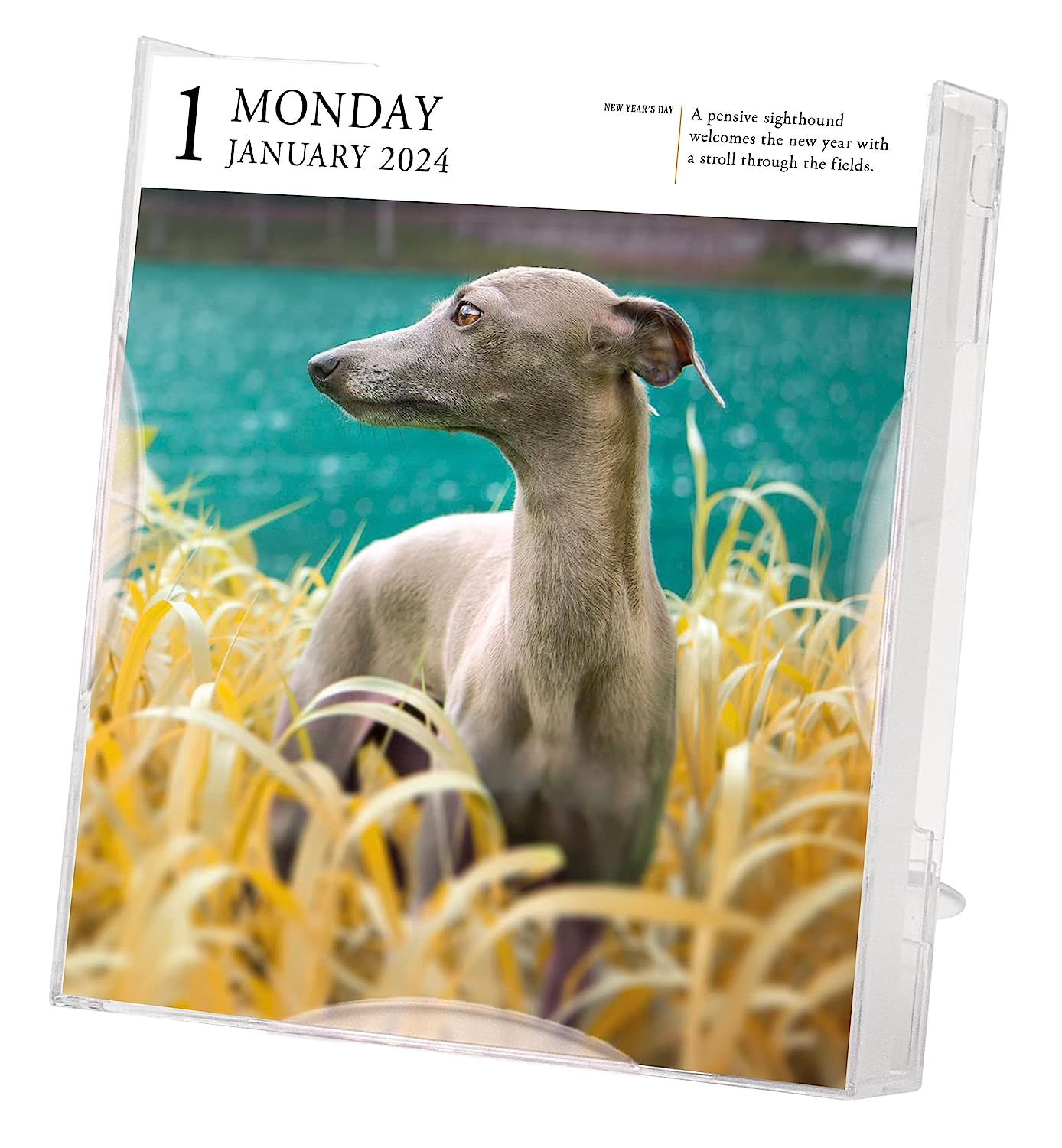 2024 Dog Gallery Daily Boxed Page A Day Calendar   357cd28c79c4165e7bc1549126316908 