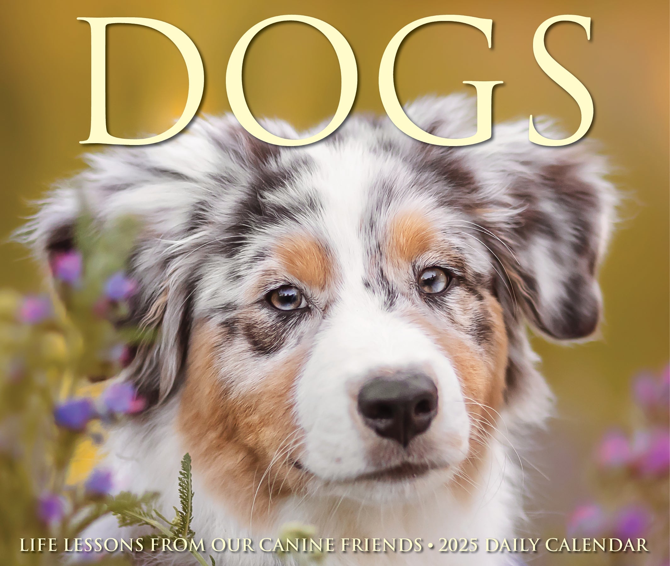 2025 Dogs - Daily Boxed Page-A-Day Calendar