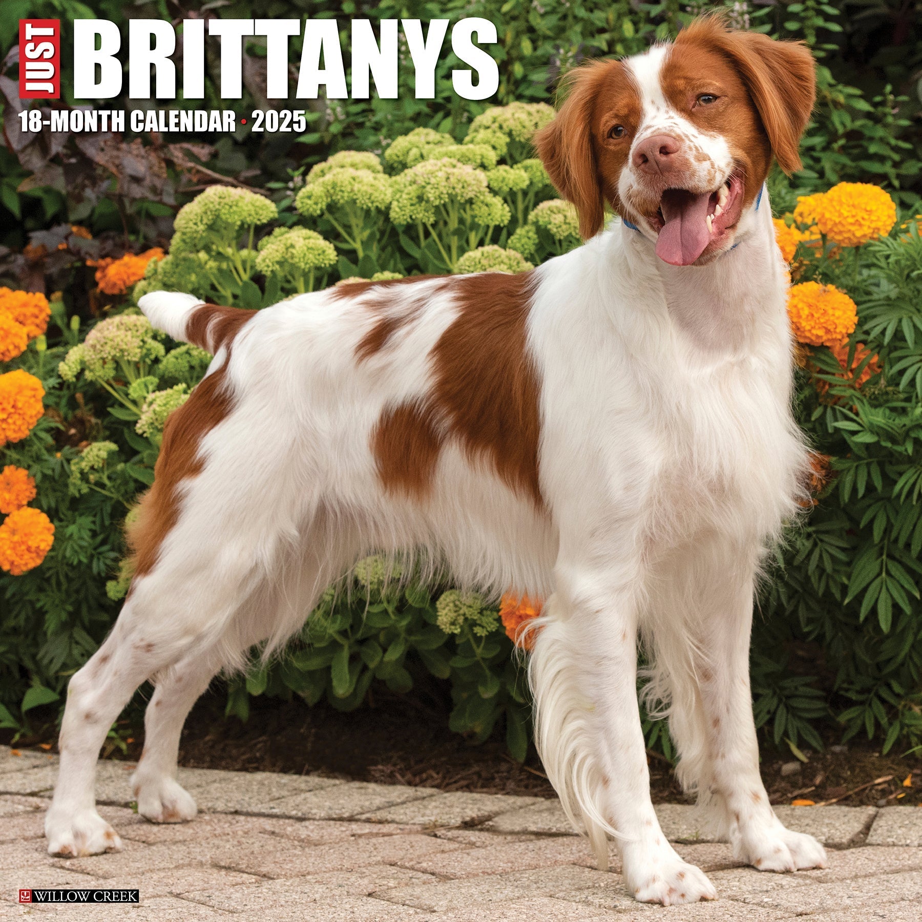 2025 Brittanys - Square Wall Calendar