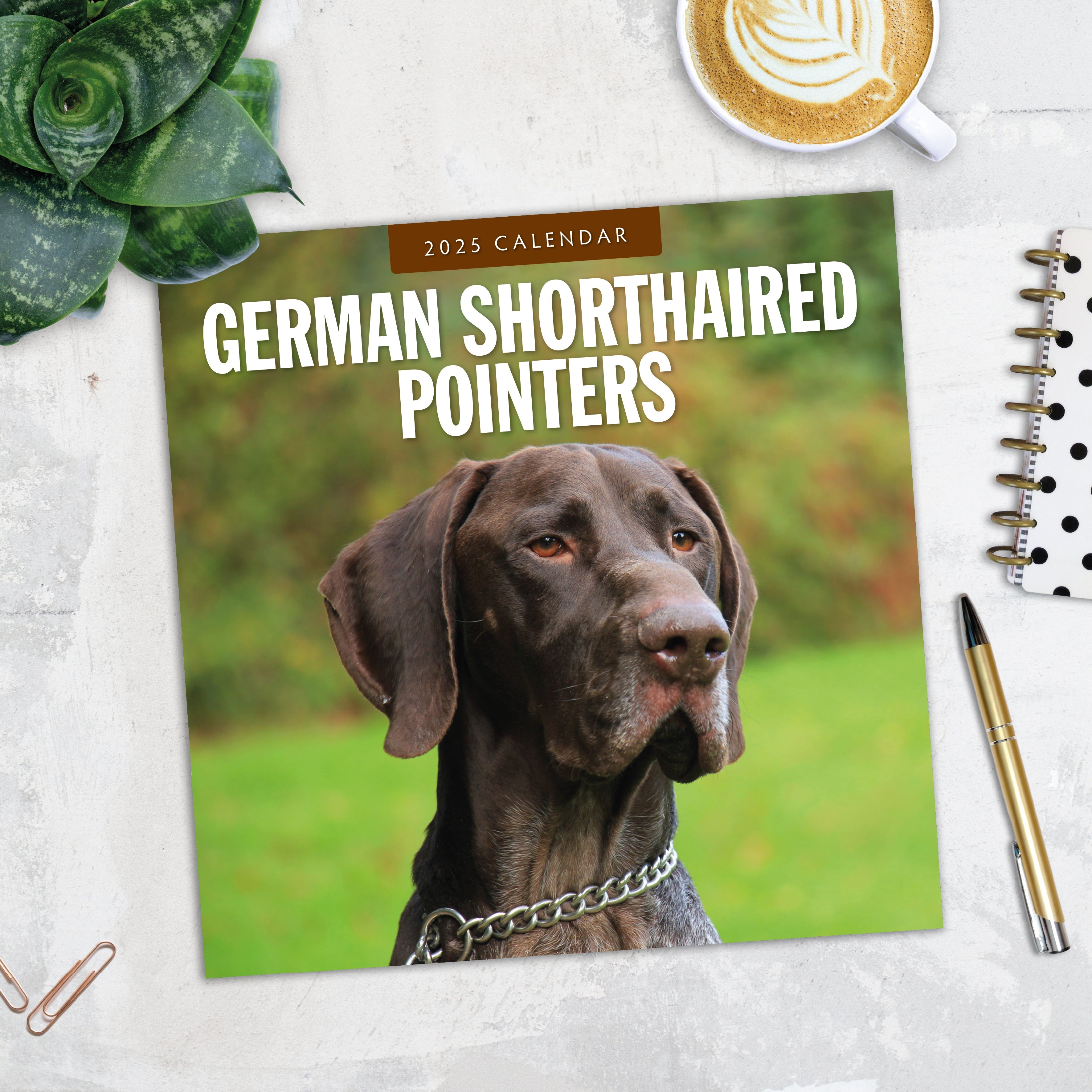 2025 German Shorthaired Pointers - Square Wall Calendar