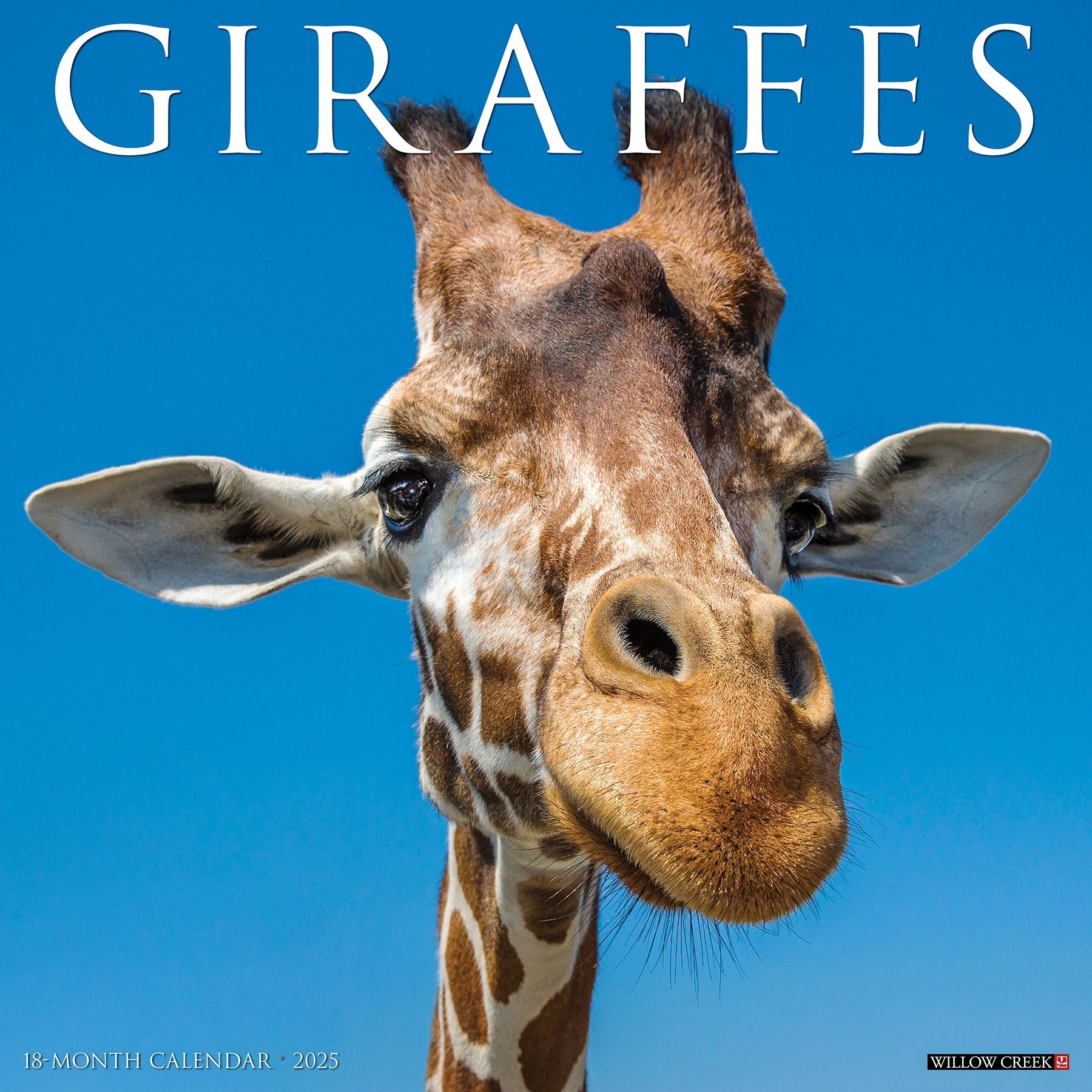 2025 Giraffes - Square Wall Calendar