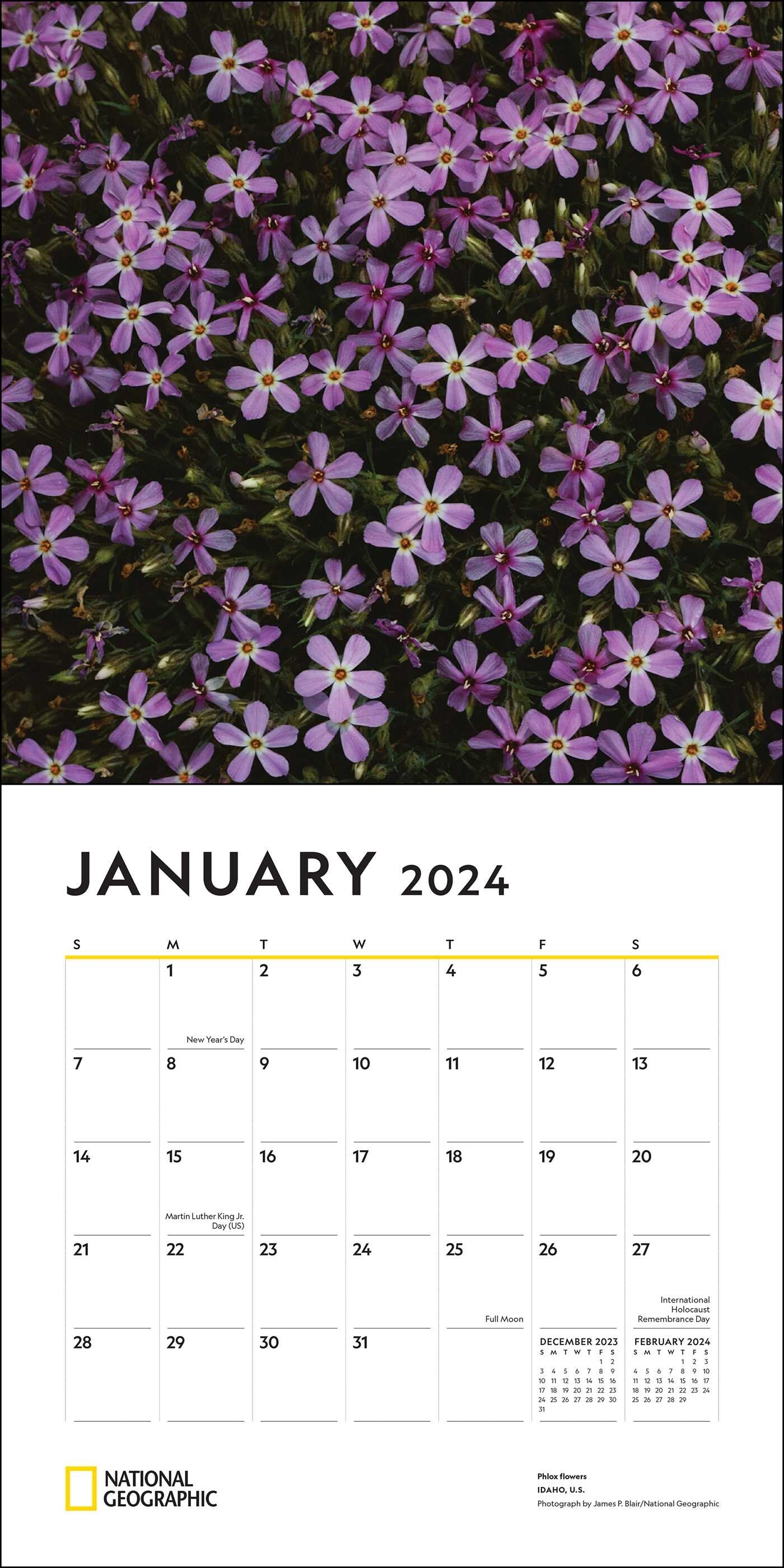 2024 Wildflowers National Geographic Square Wall Calendar   3dd0ae47c1921e0485daa625858e7f3d 