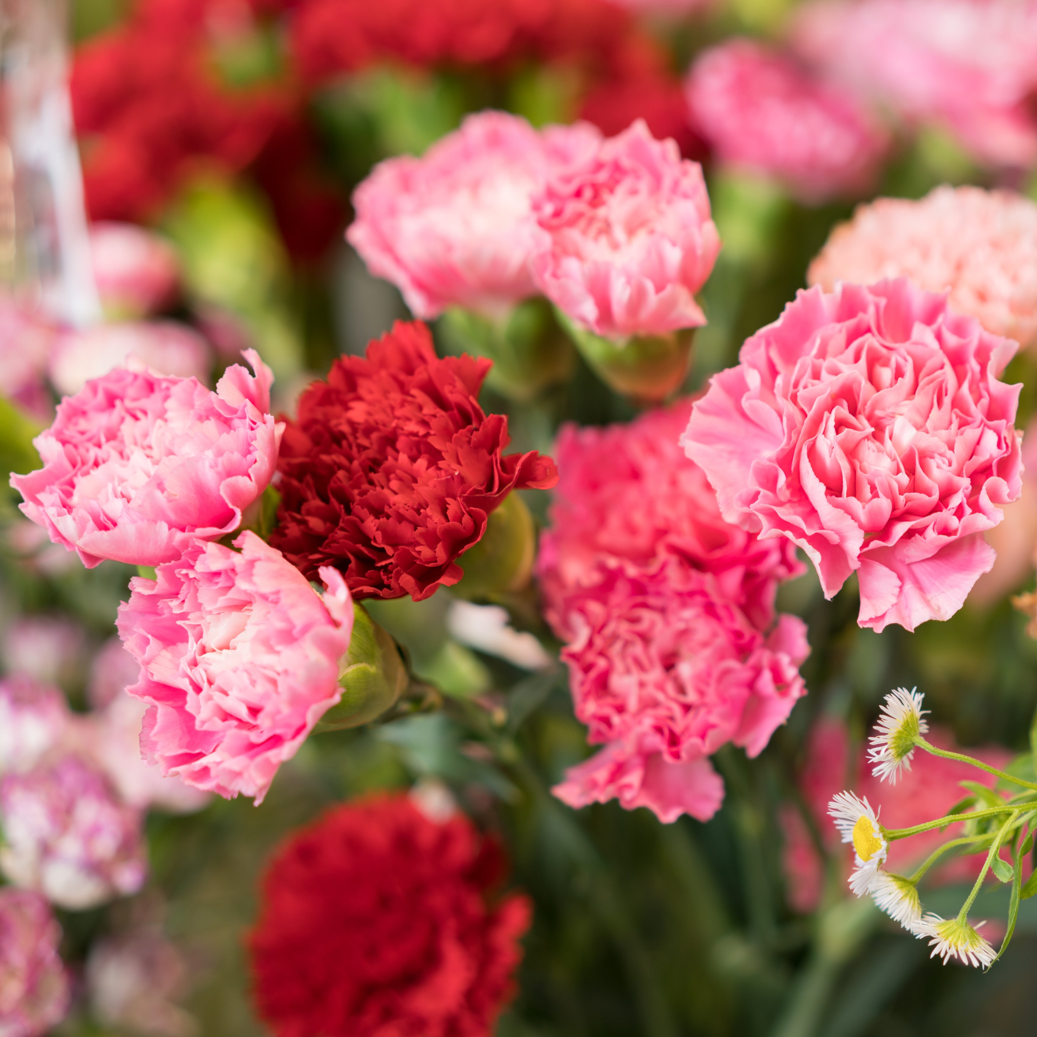 2025 Flower of the Month - Square Wall Calendar