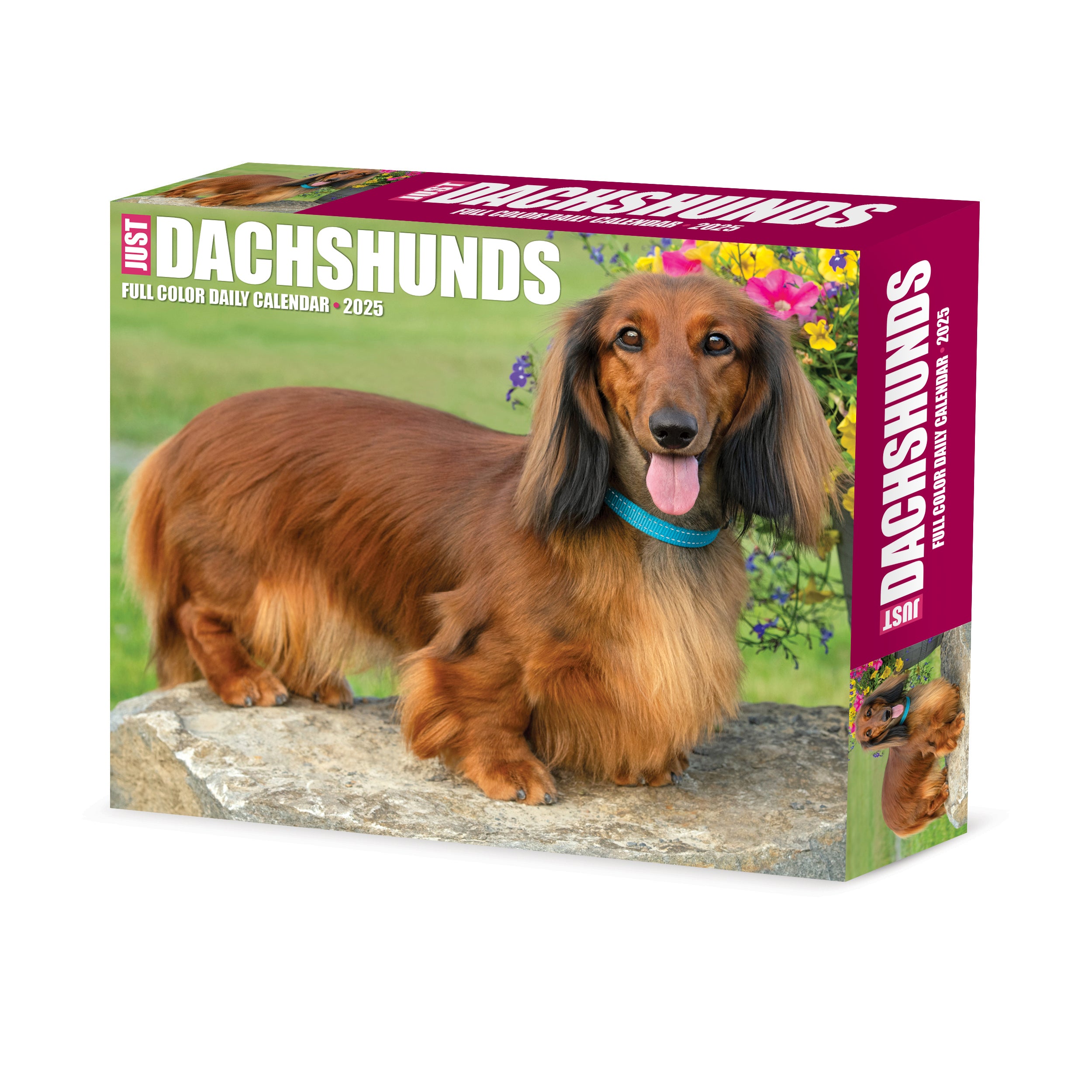 2025 Dachshunds - Daily Boxed Page-A-Day Calendar