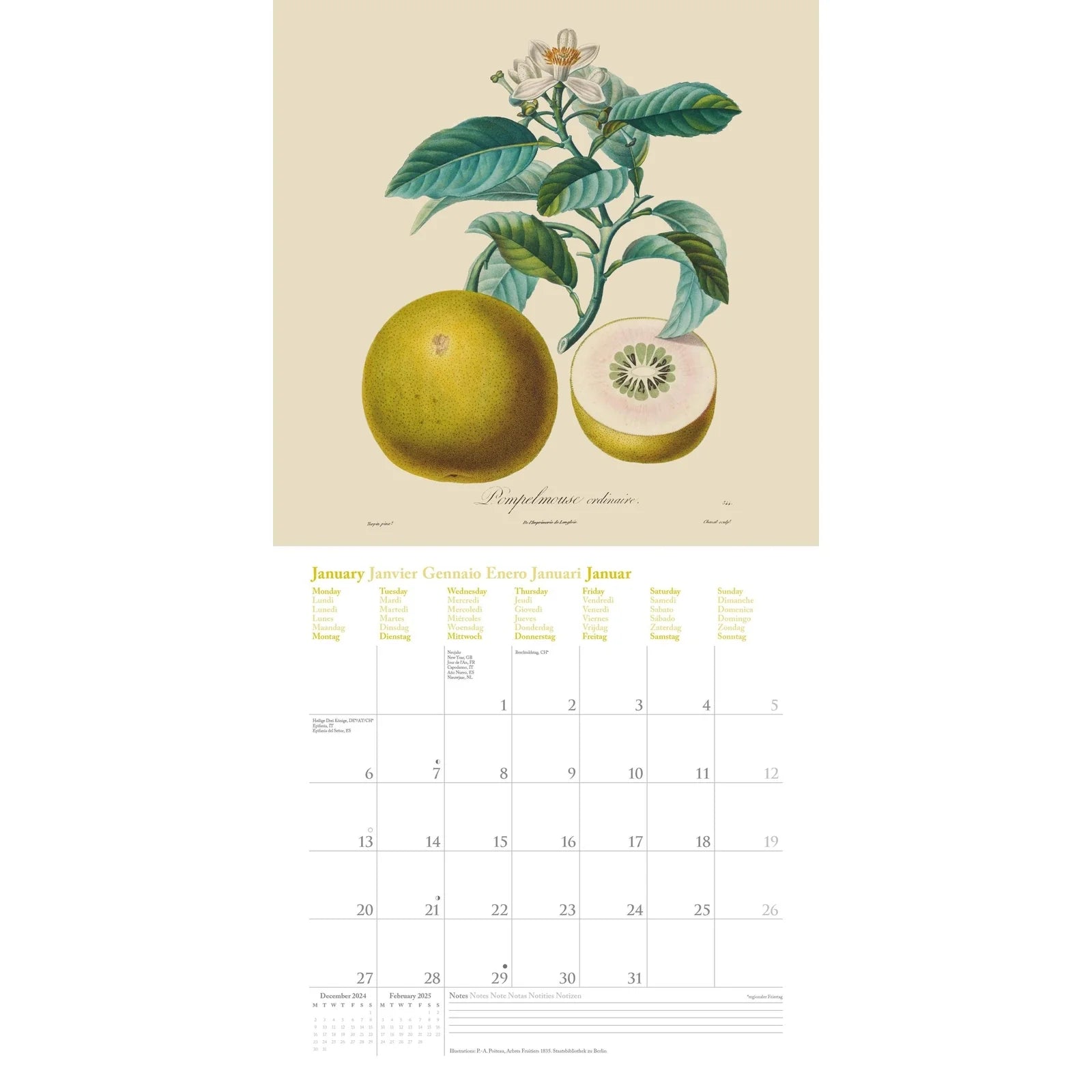 2025 Fruits - Square Wall Calendar