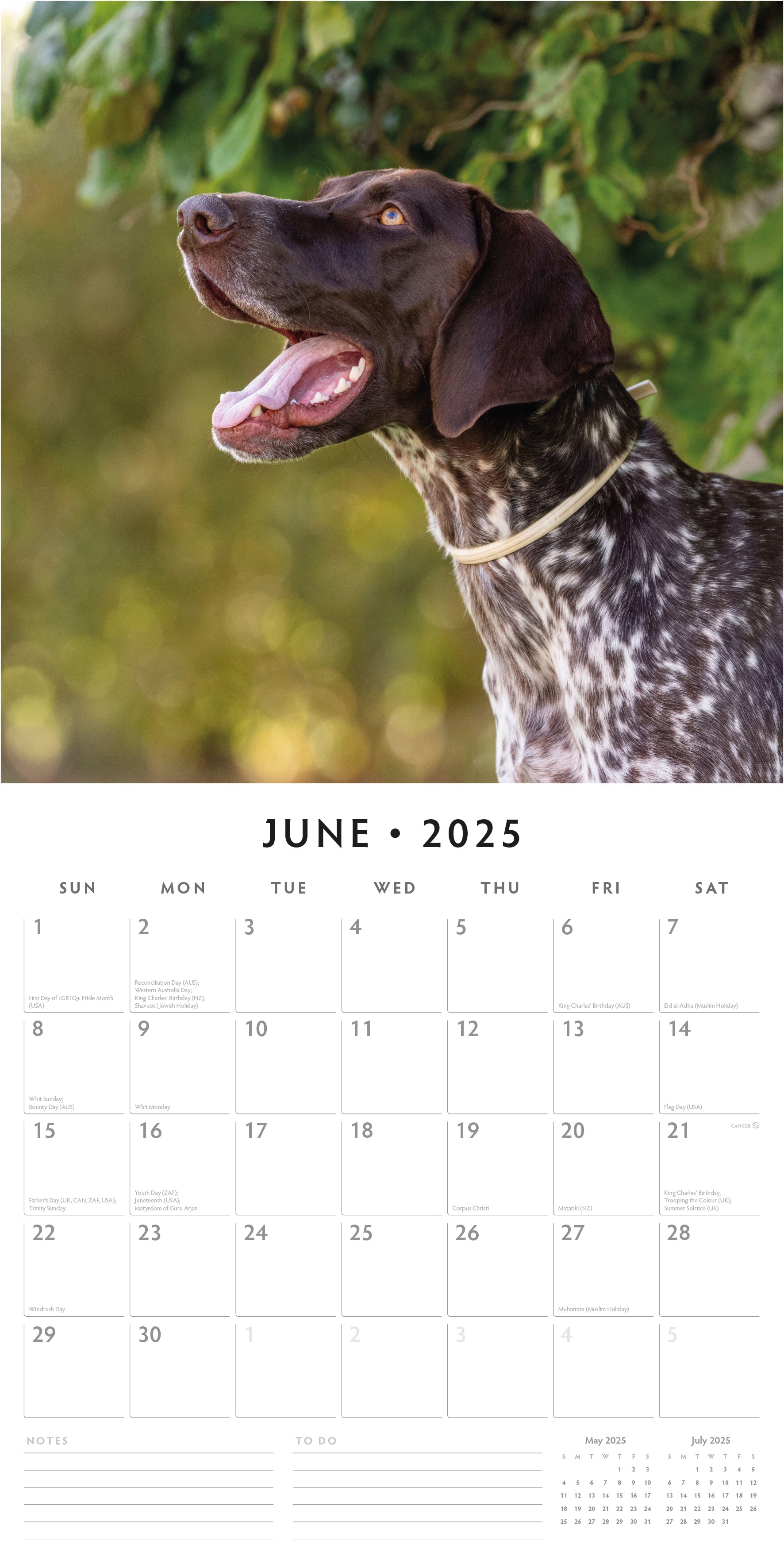 2025 German Shorthaired Pointers - Square Wall Calendar