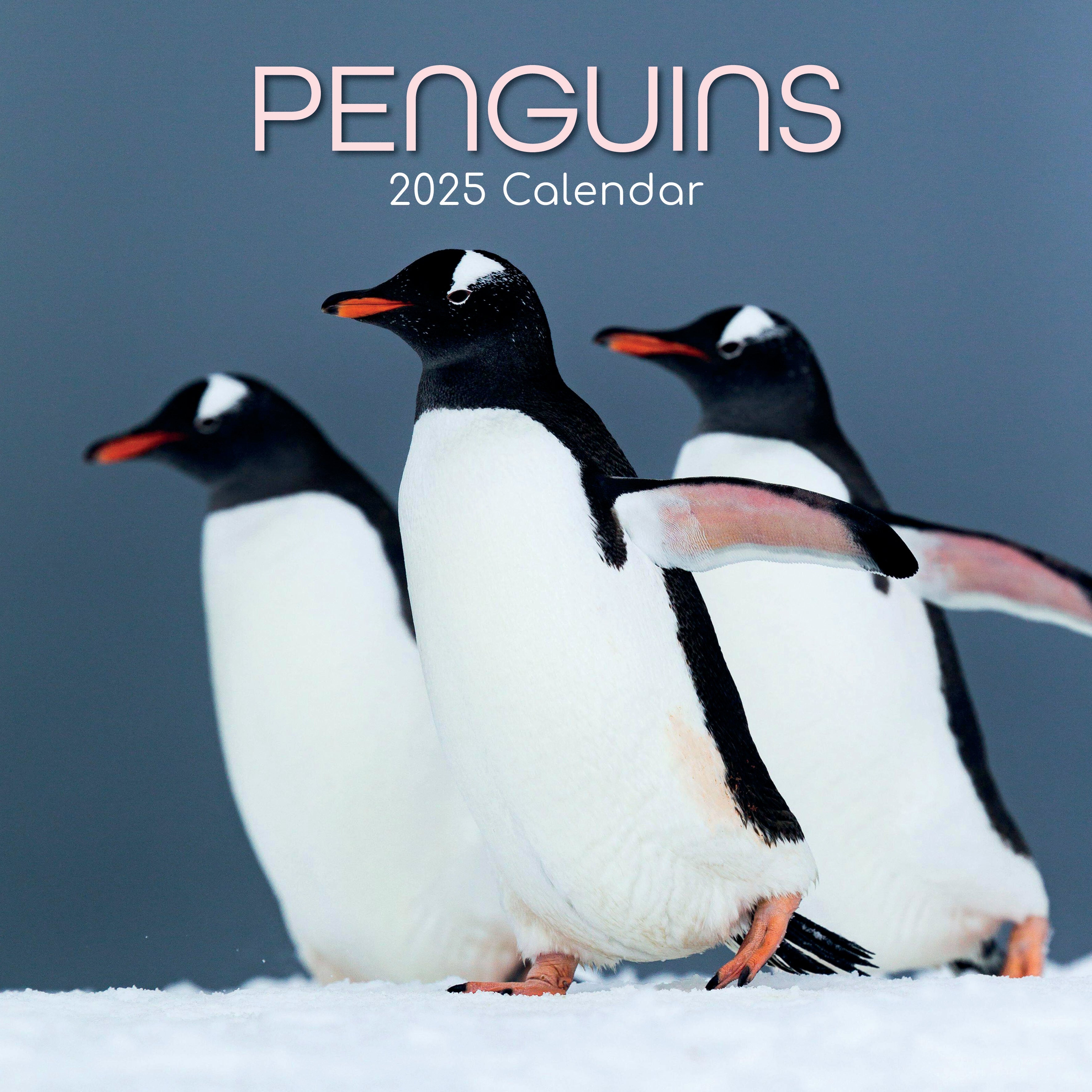 2025 Penguins - Square Wall Calendar