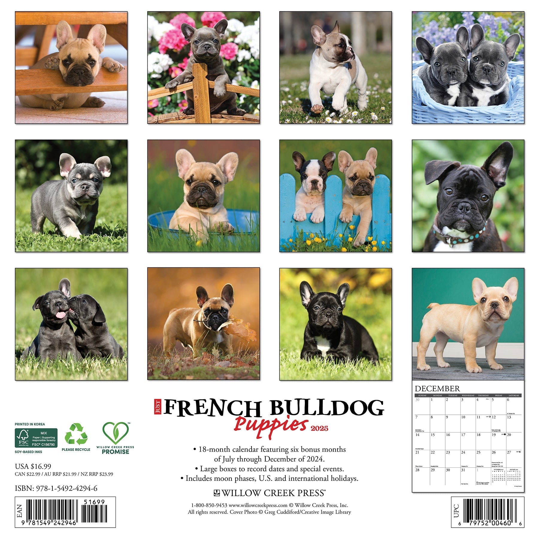 2025 French Bulldog Puppies - Square Wall Calendar