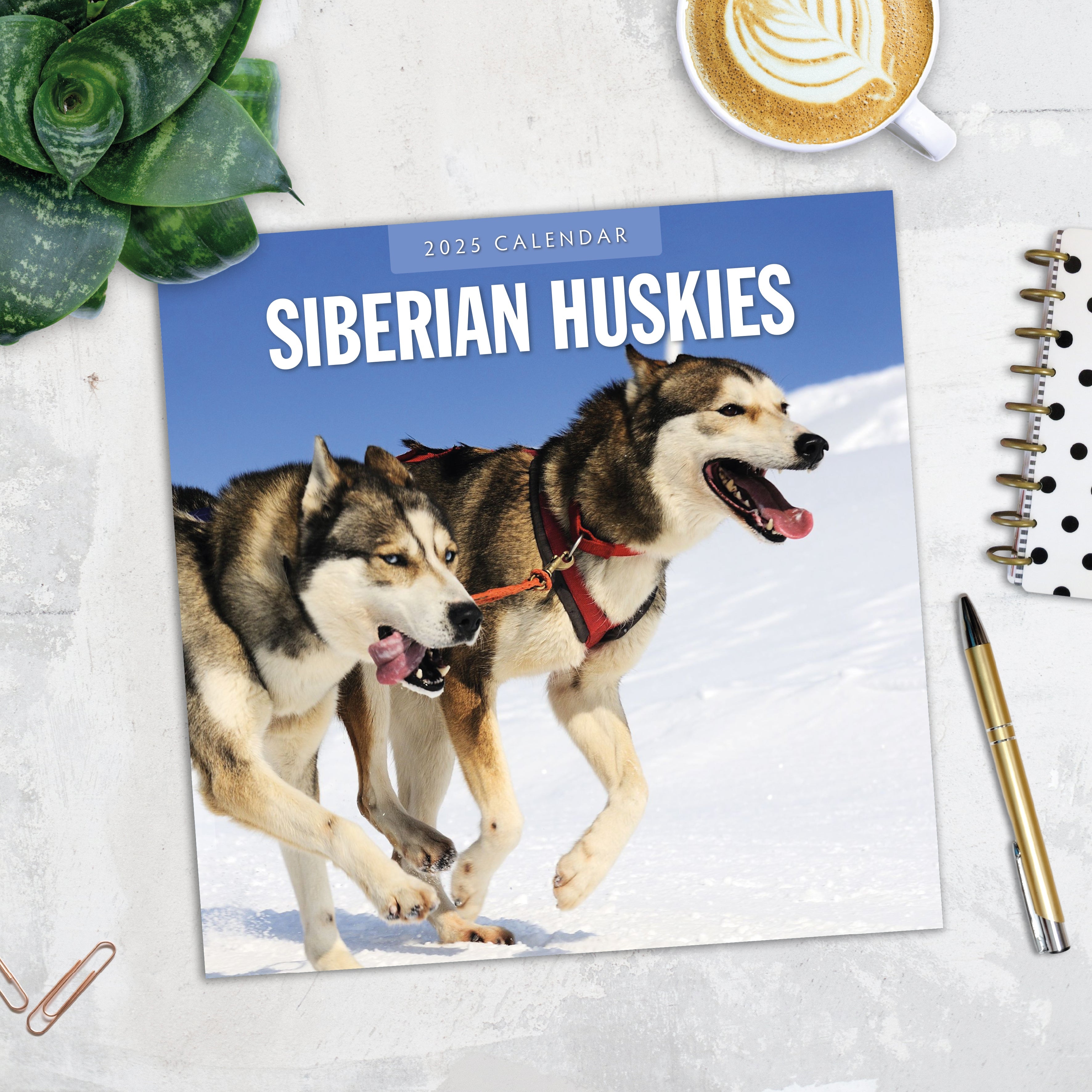 2025 Siberian Huskies - Square Wall Calendar