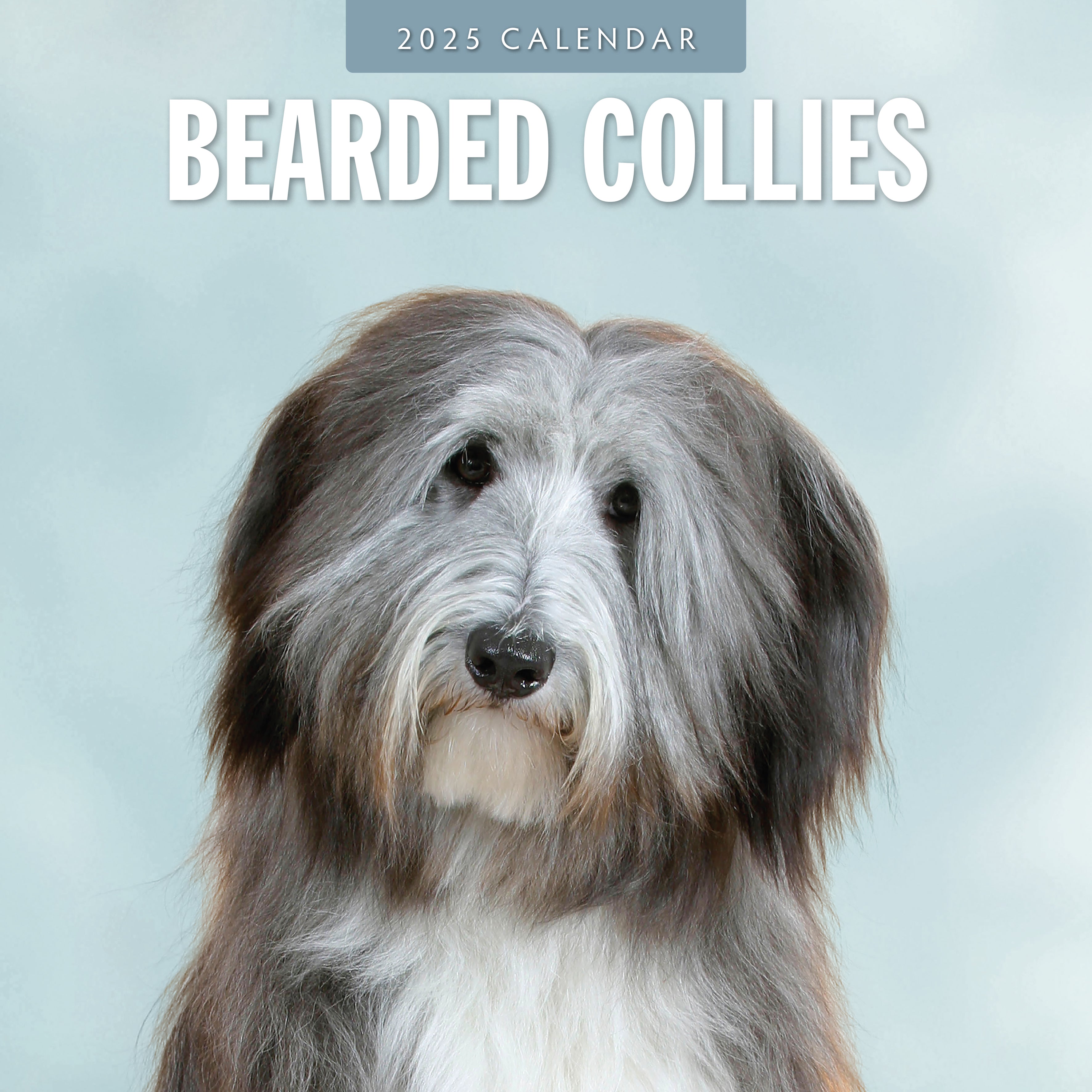 2025 Bearded Collies - Square Wall Calendar