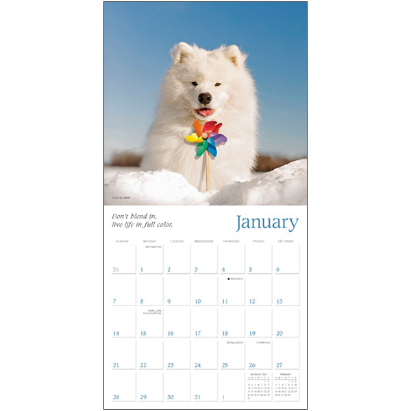 2024 Dogma: A Dog's Guide to Life - Square Wall Calendar  SOLD OUT