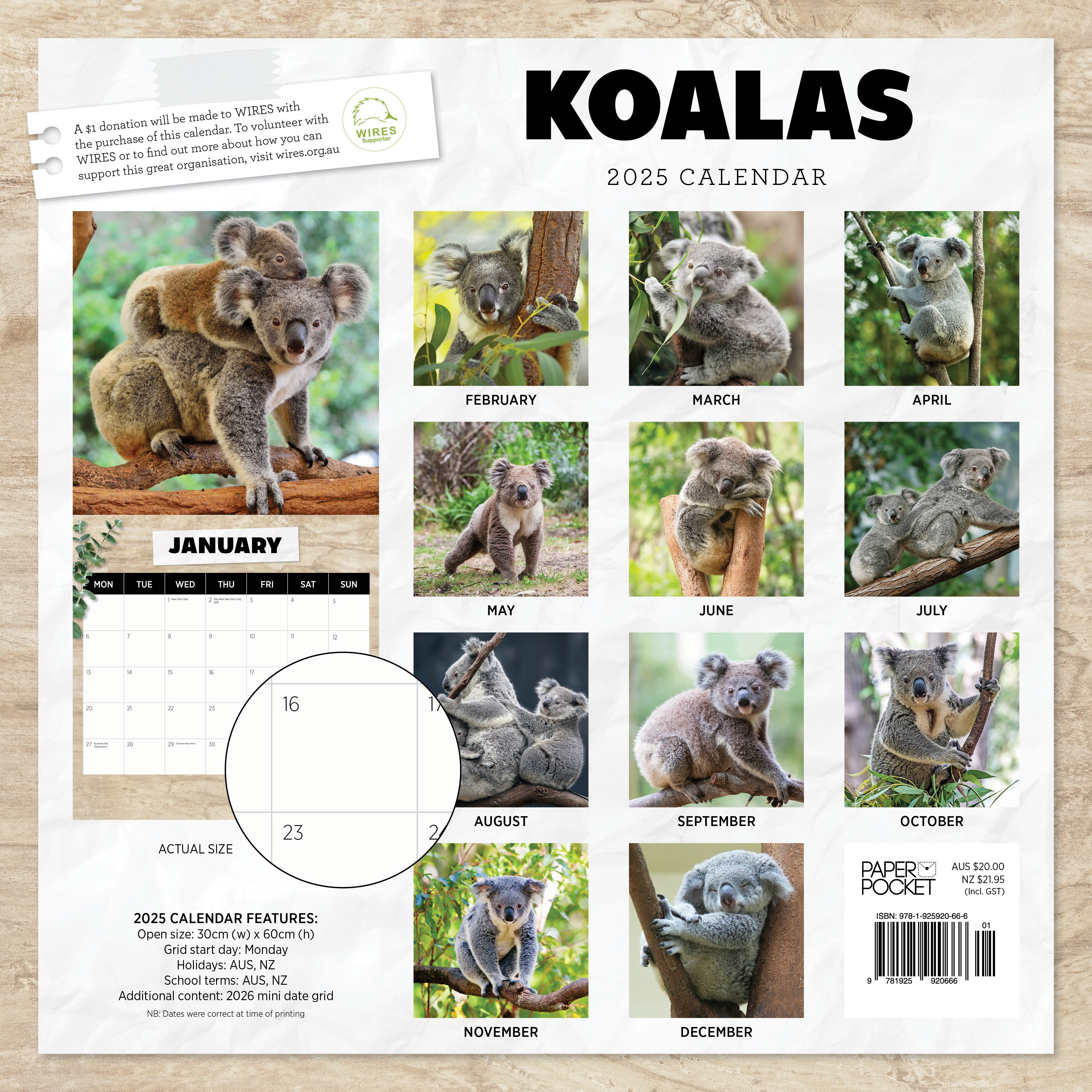 2025 Koalas - Square Wall Calendar